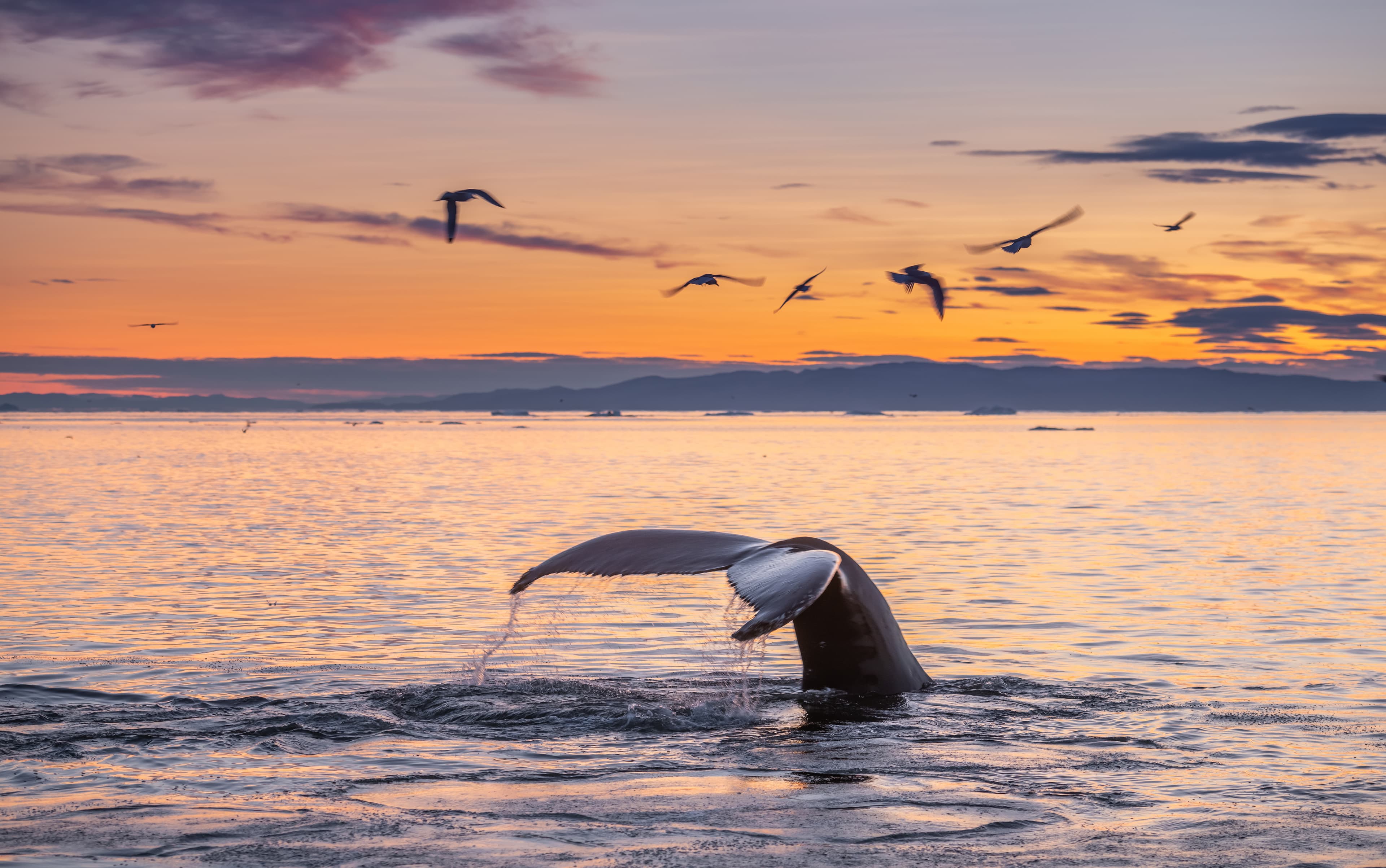 whale watching