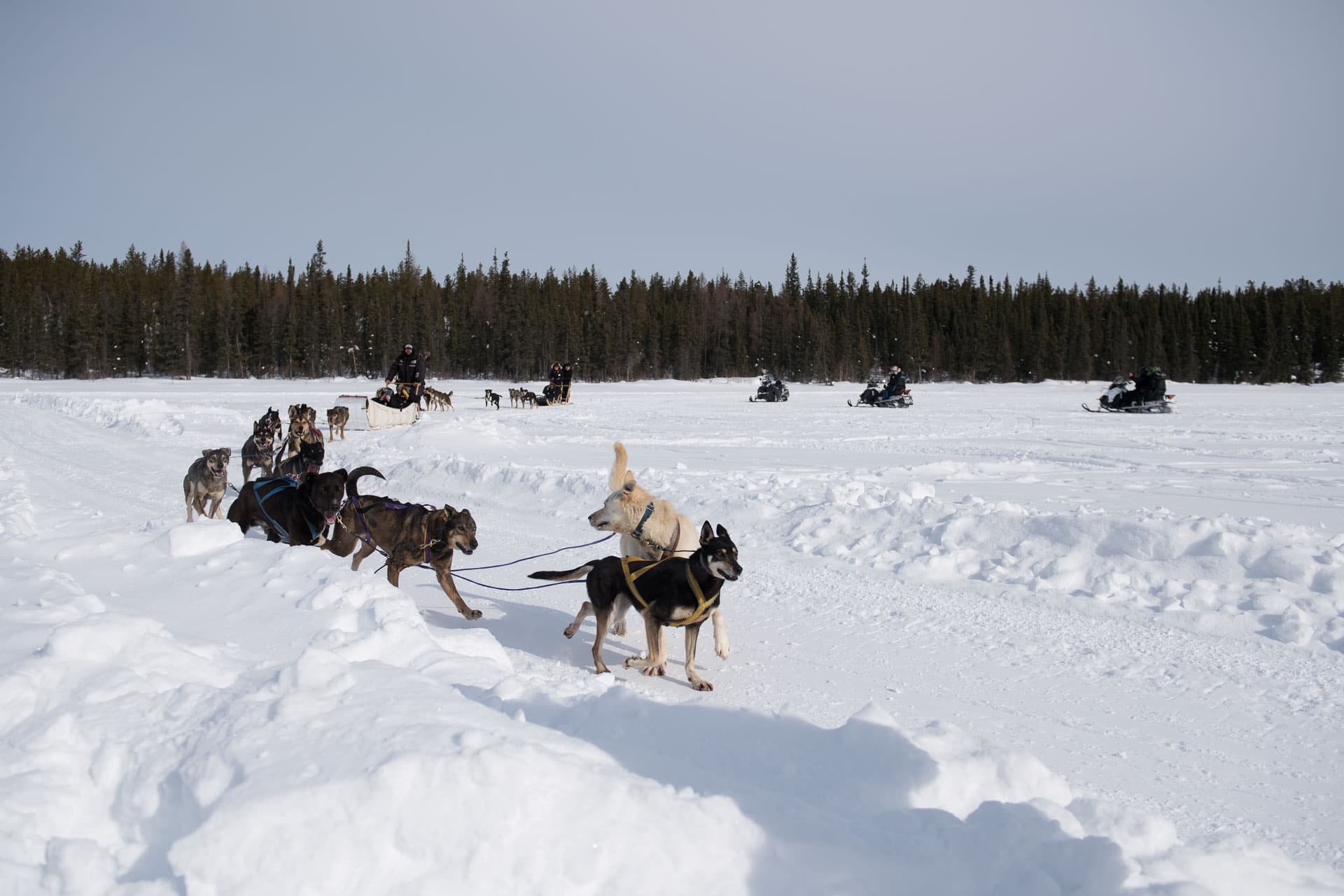 Yellowknife Dog Sledding Tour 5