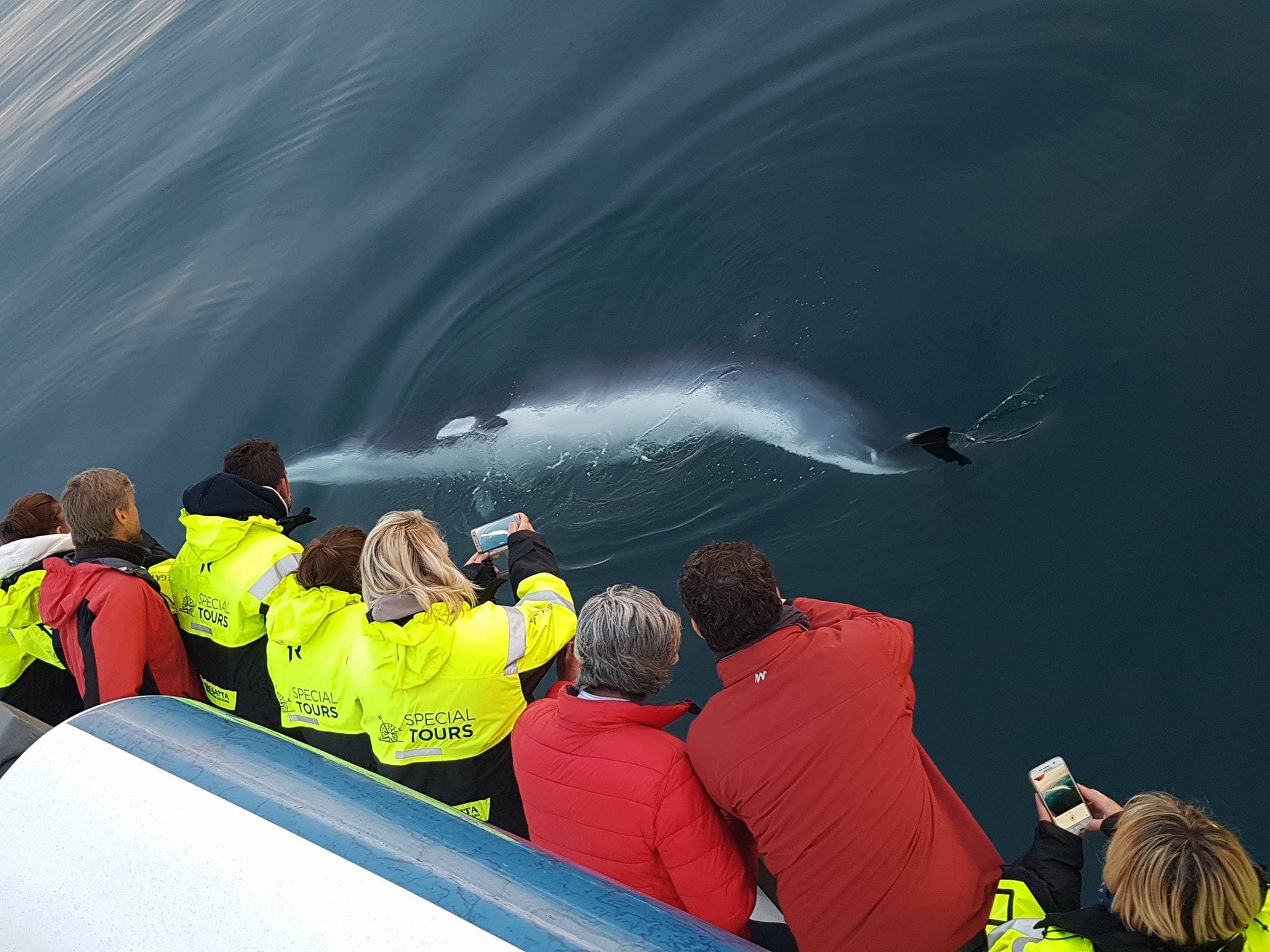 whale-watching-group-tour-iceland