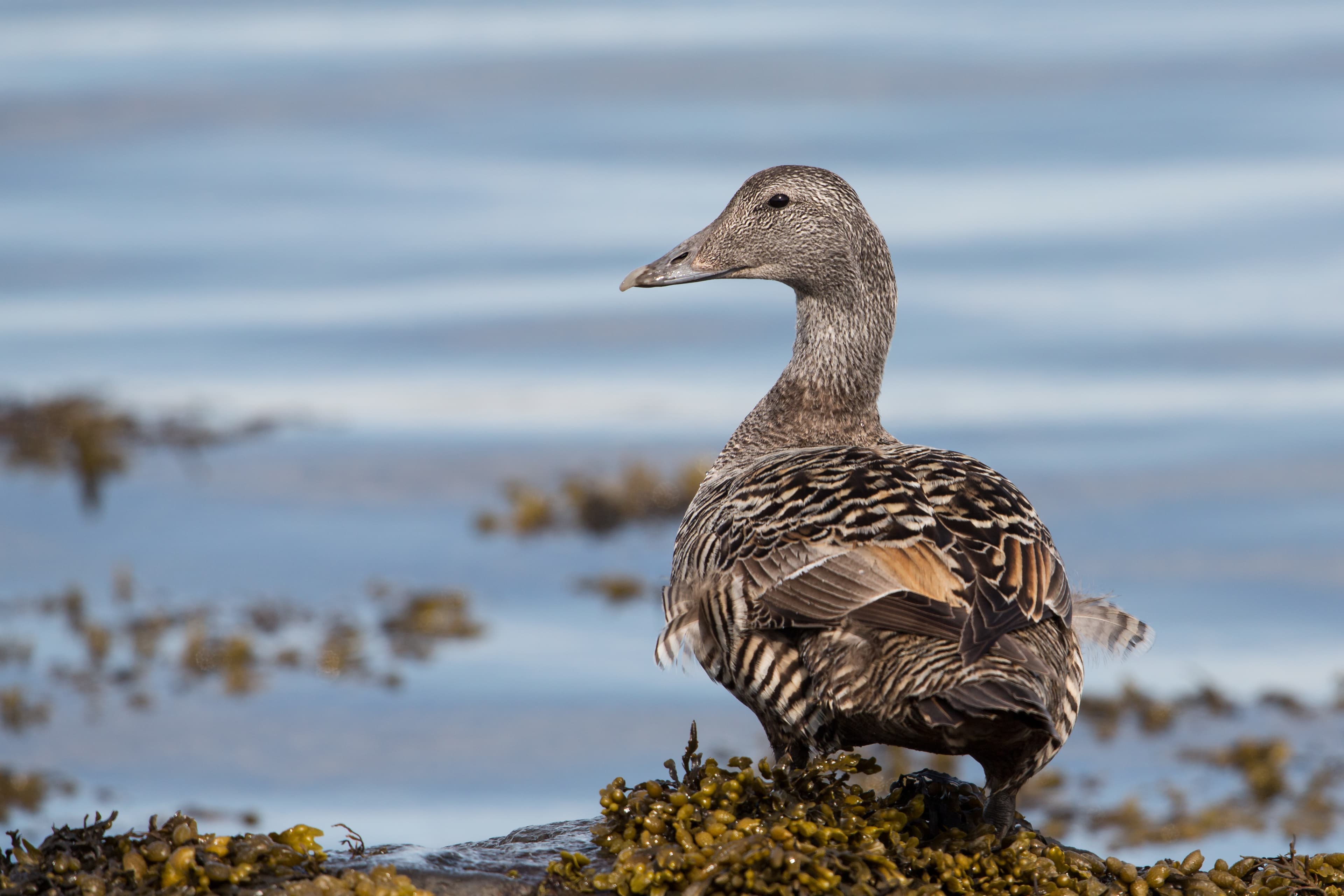 bird-watching-iceland