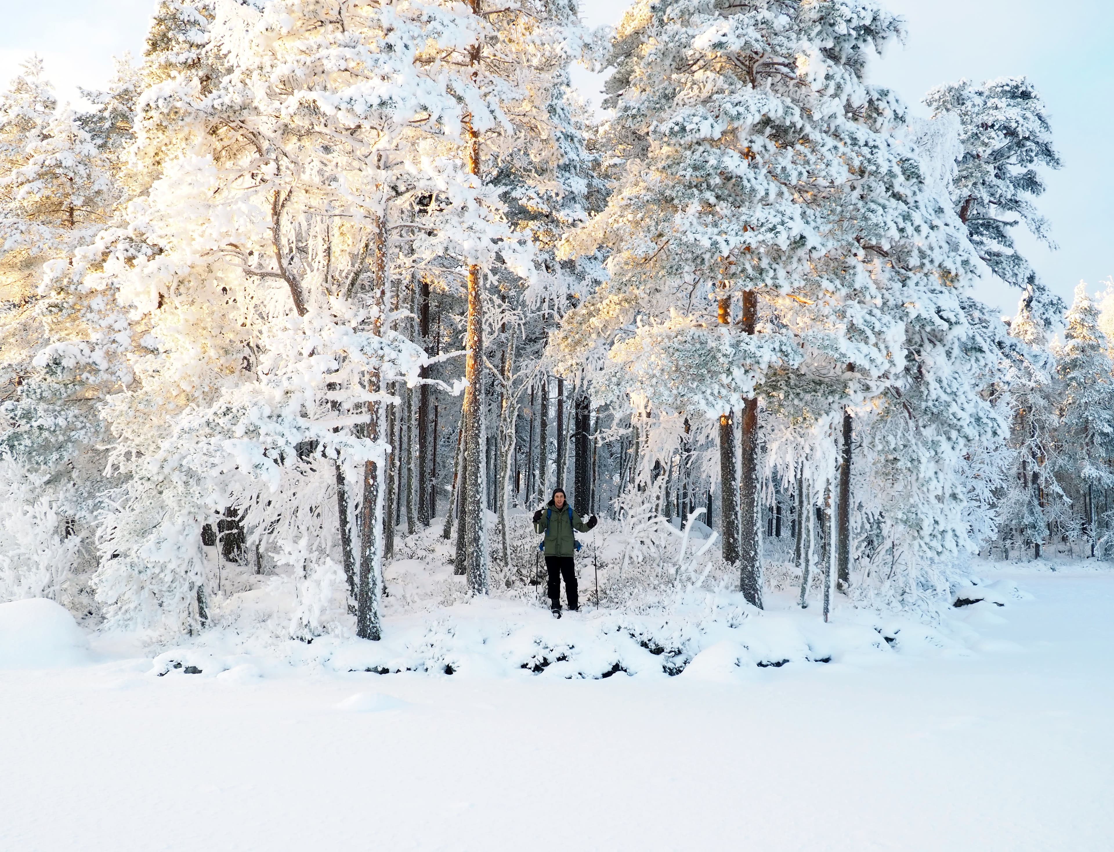 winter-wonderland-winter-forest