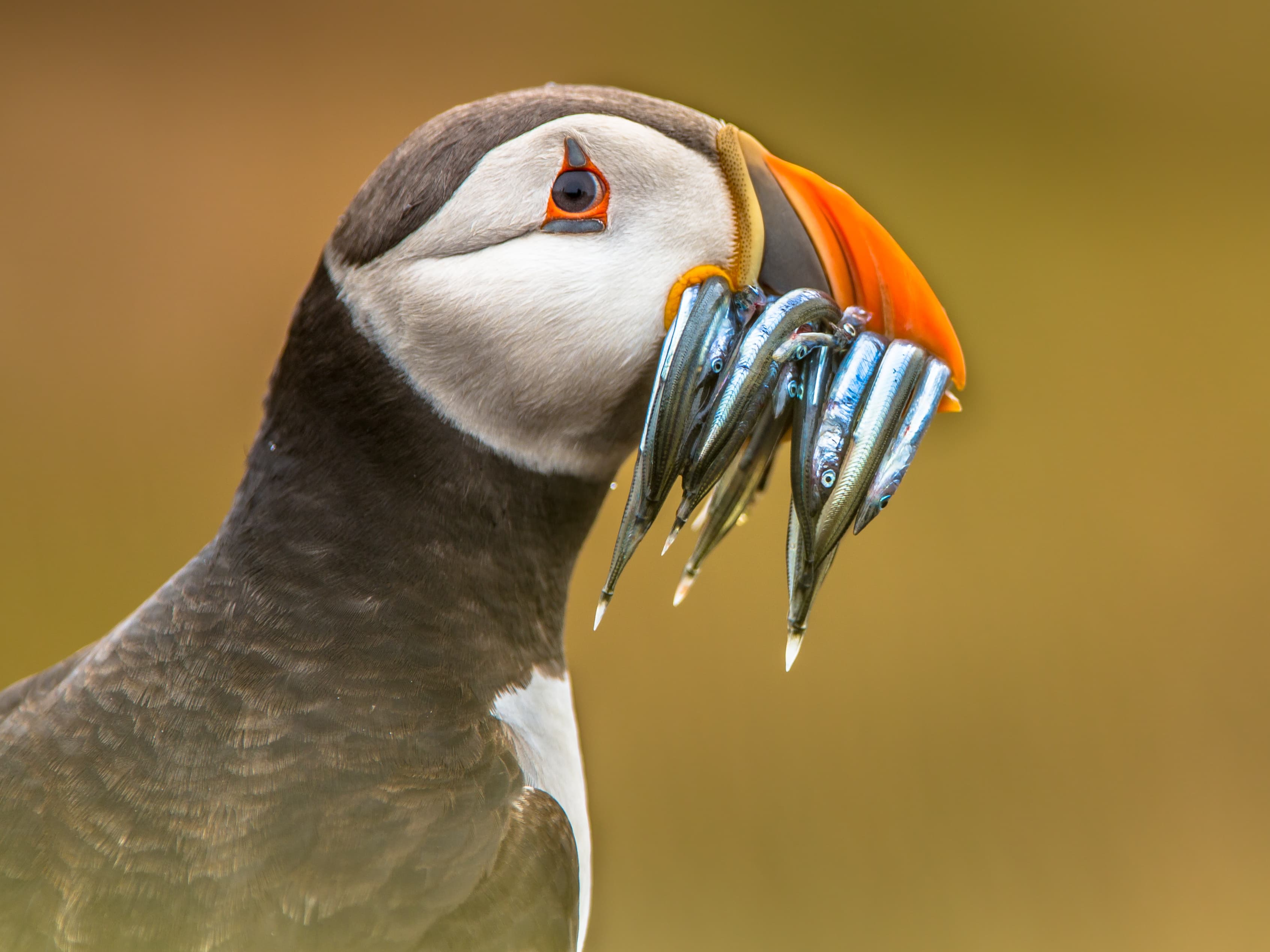 Puffin with beak full of fish
