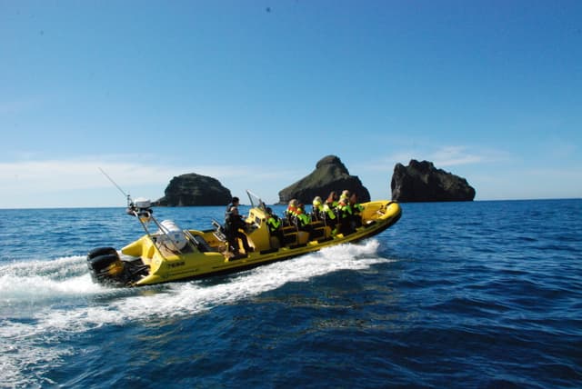 Westmann-islands-rib-boat-tour 5