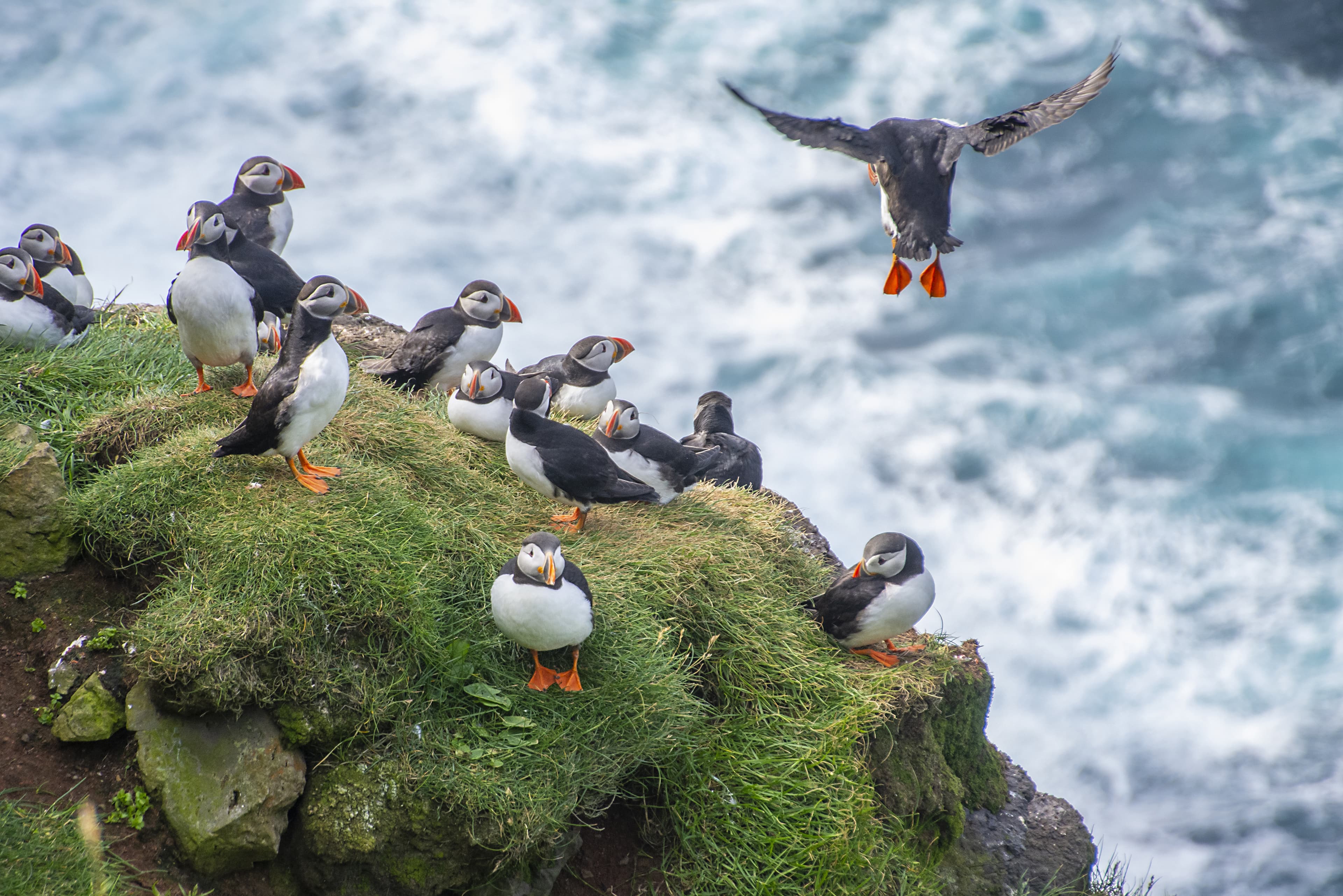 Atlantic puffin flying