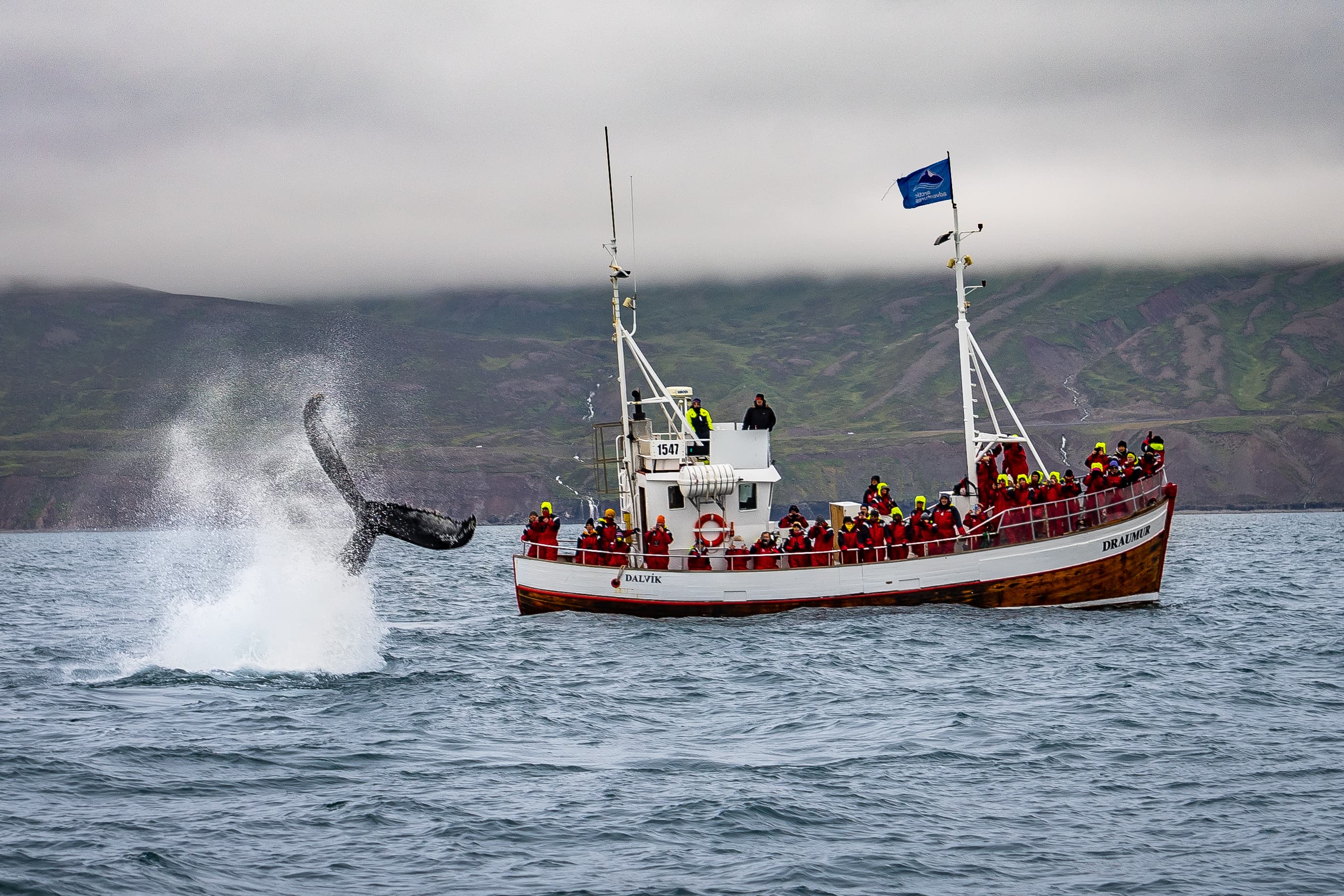whale-watching-dalvik-north-iceland