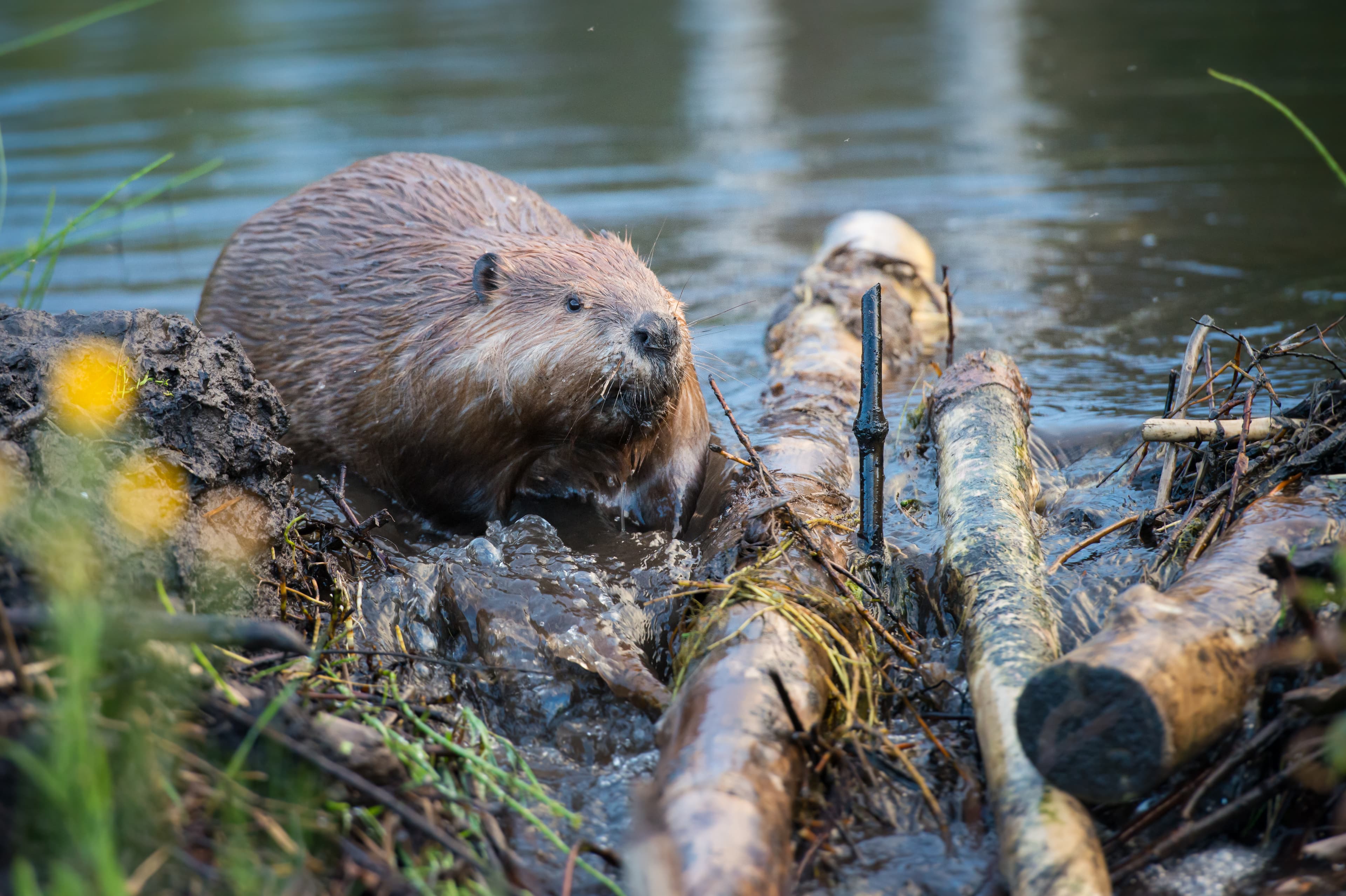 Beaver