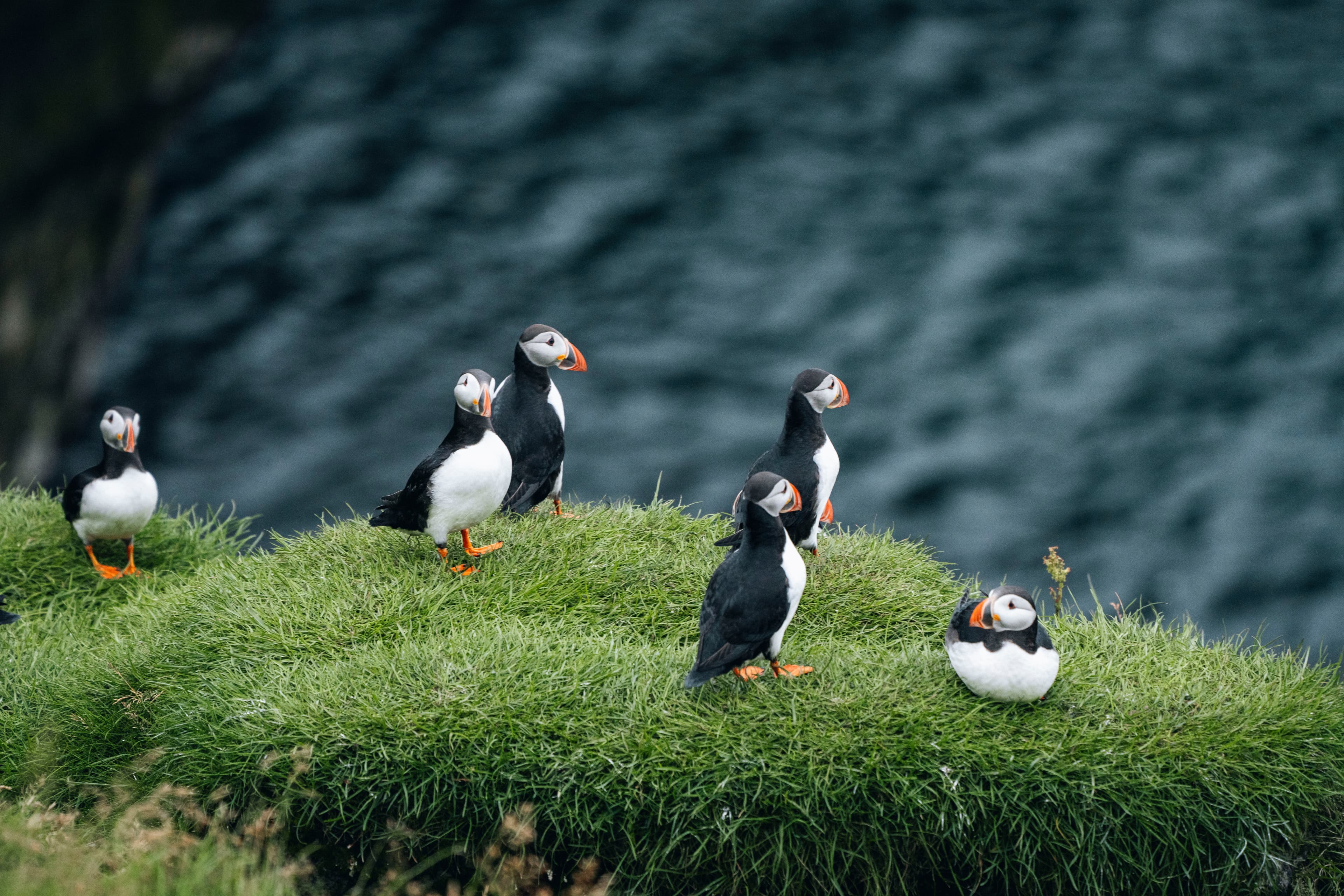 puffin-westmanni-slands