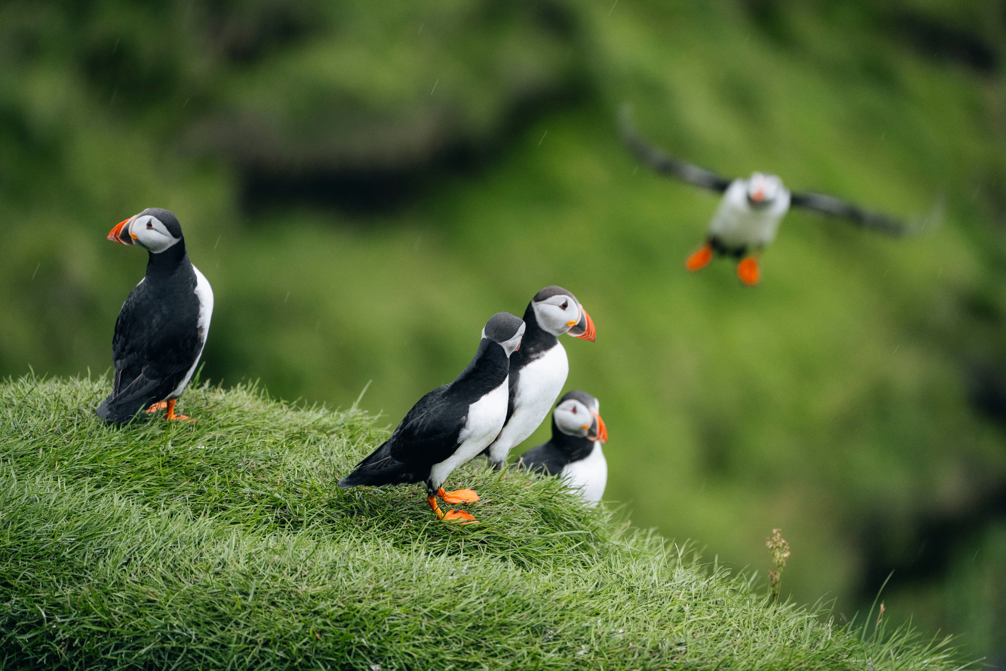 puffin-westmanni-slands