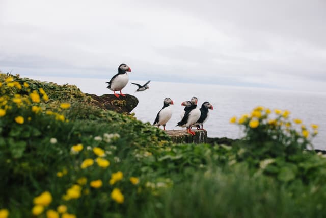 puffins-iceland