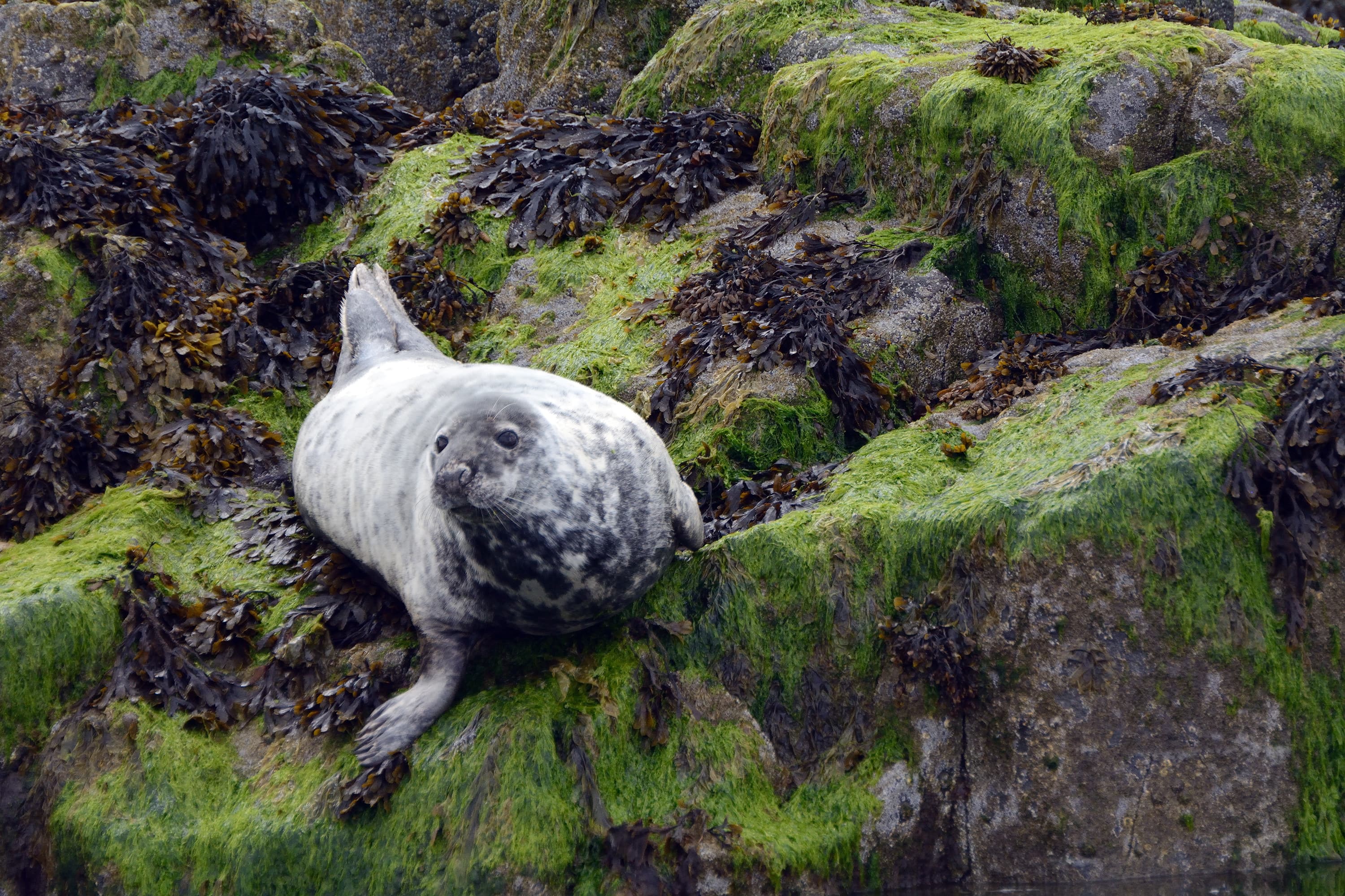 Grey seal, Firth of Forth, Scotland