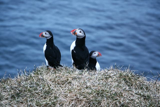 borgarfjordur_eystri_11