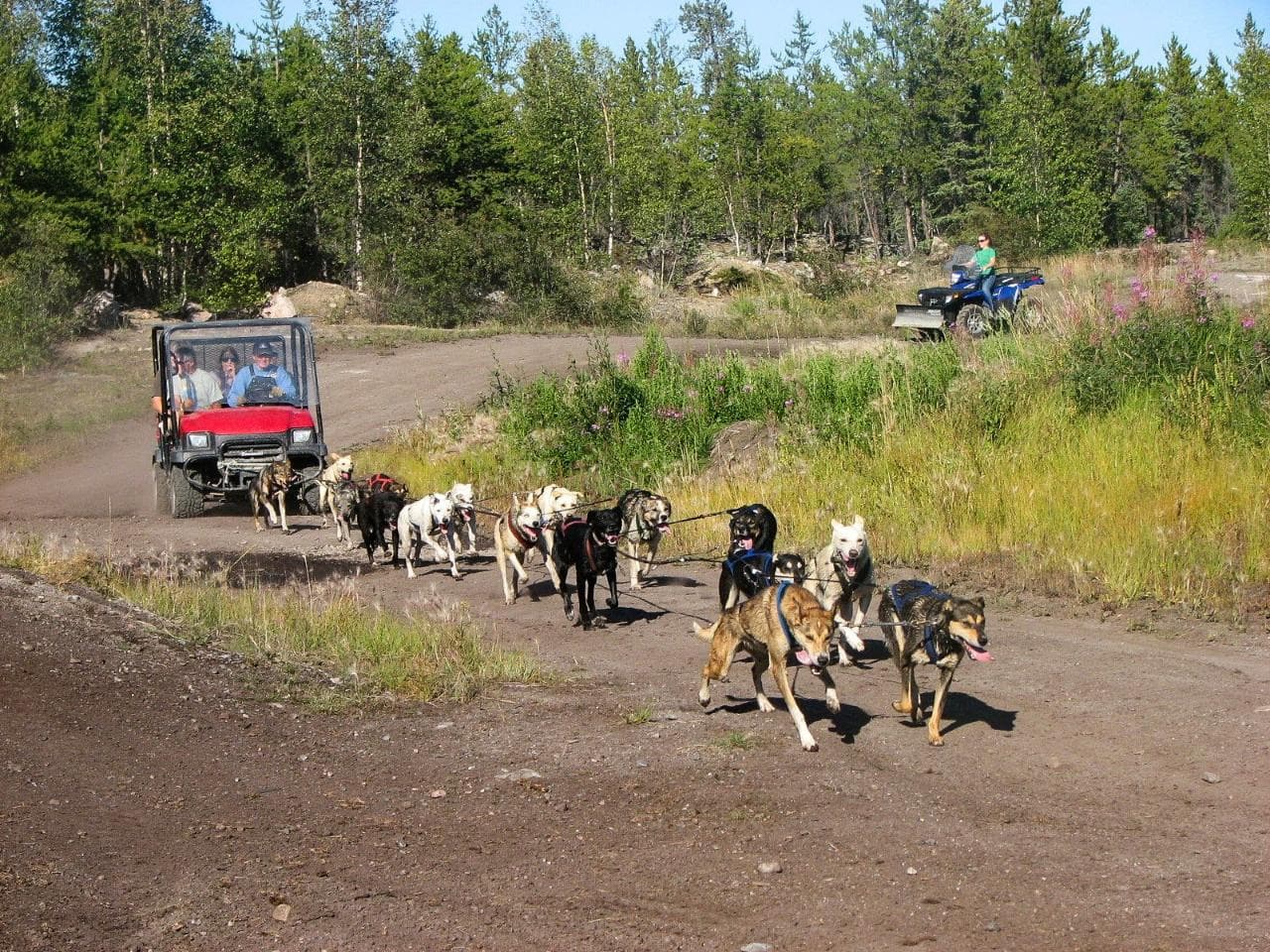 Yellowknife Dog Sledding Tour 1