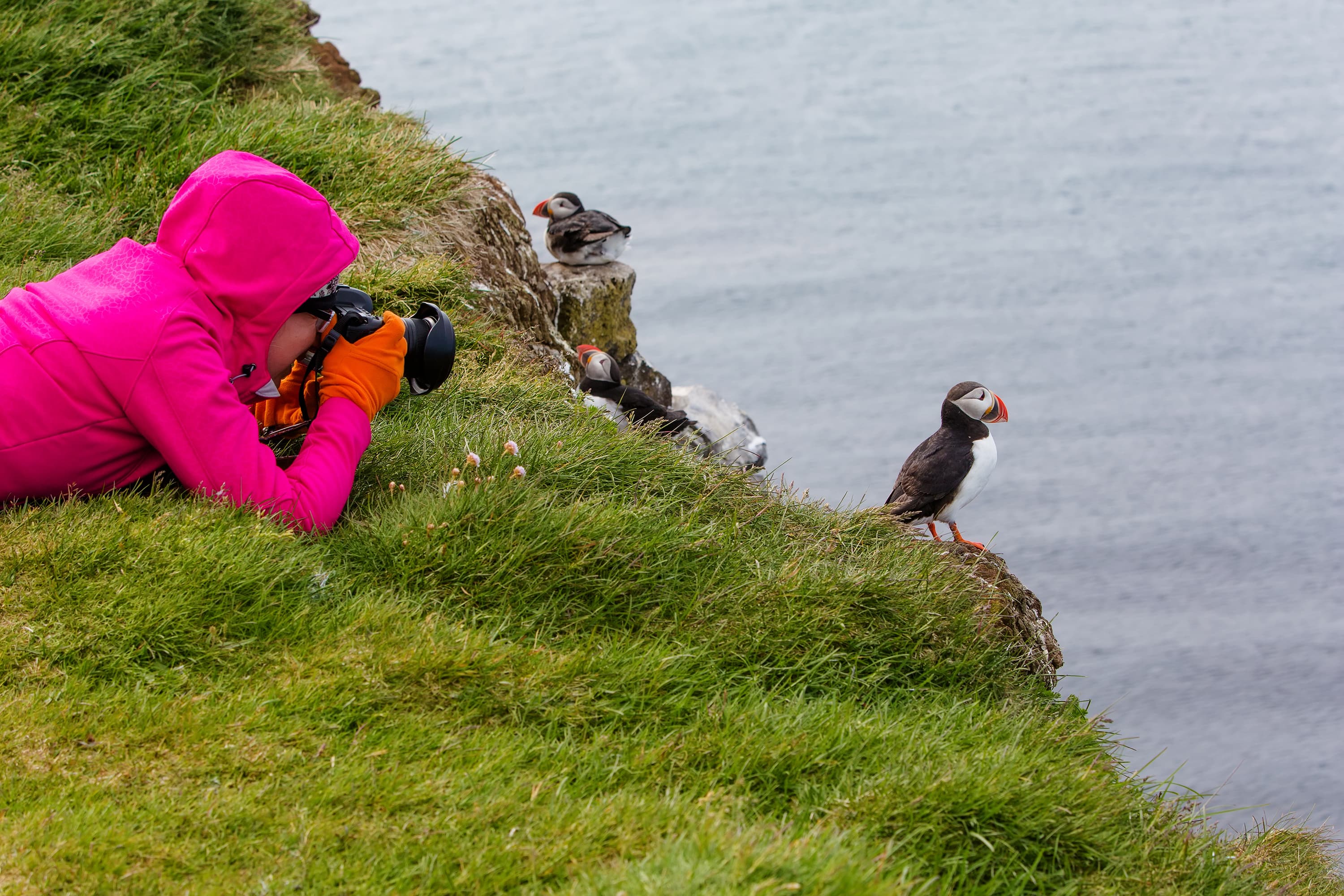 puffin-watching-