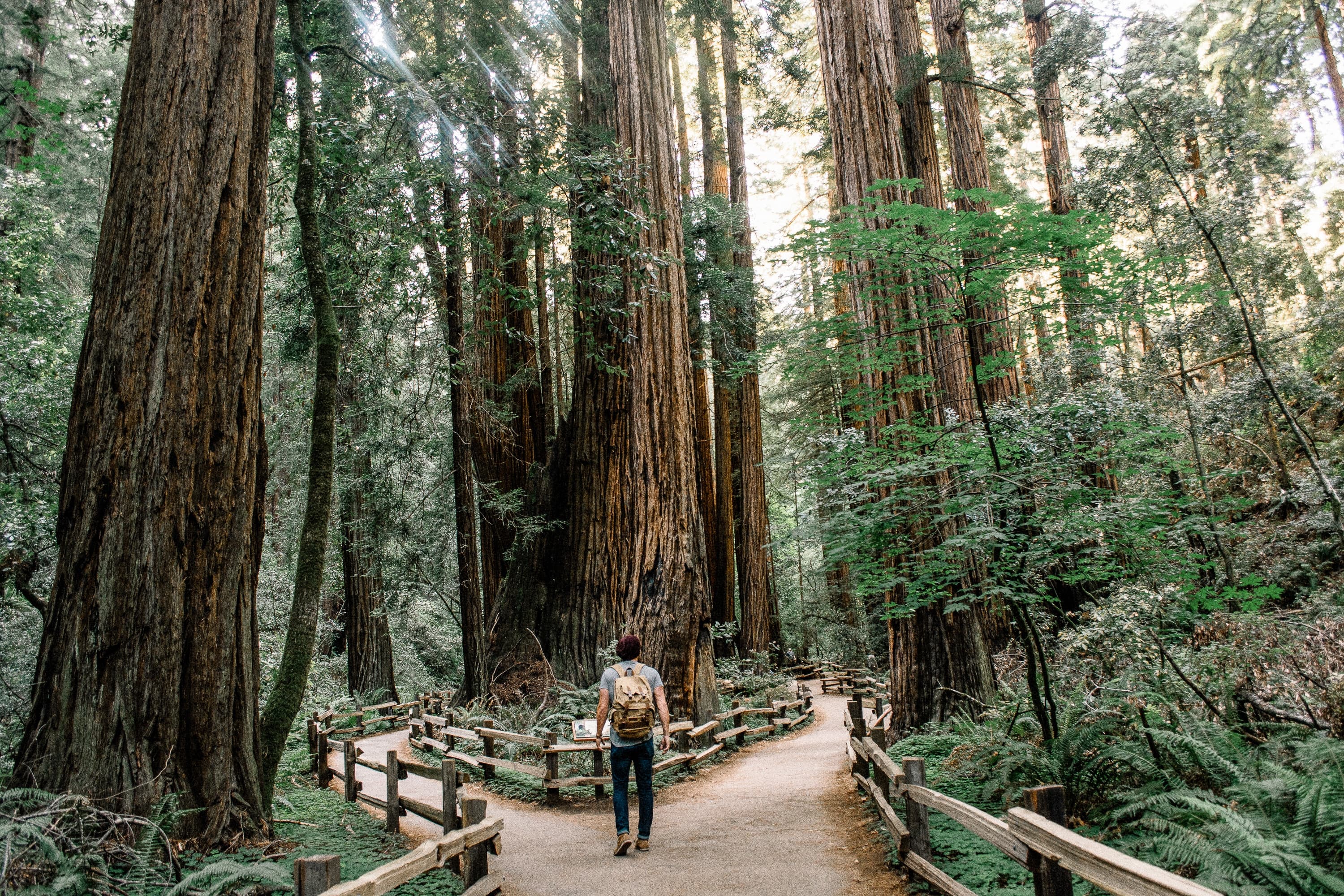 5-canada-vancouver-island-tree-hike