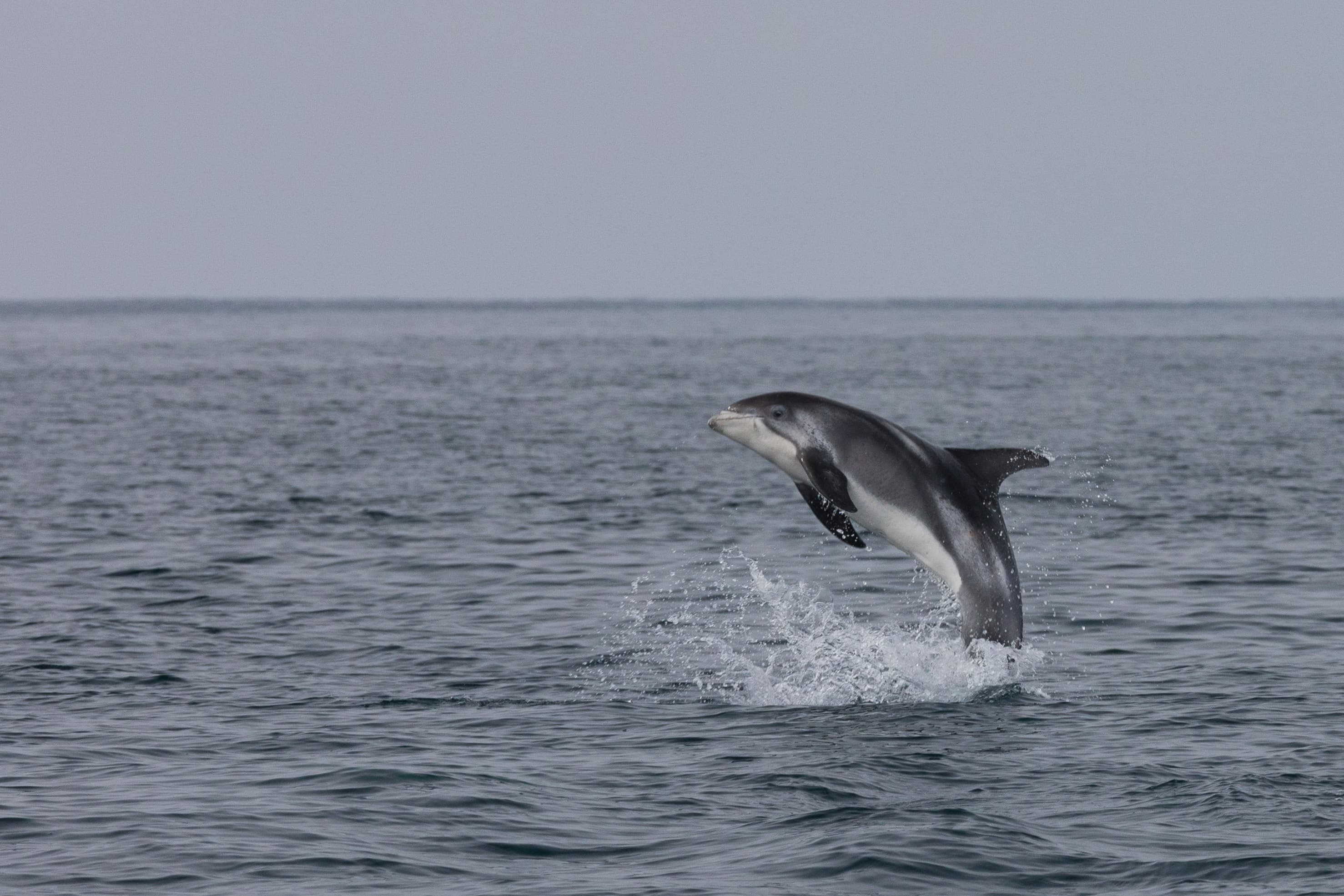 whale watching from reykjavik 56