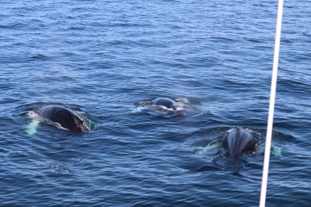 whale watching from reykjavik 55