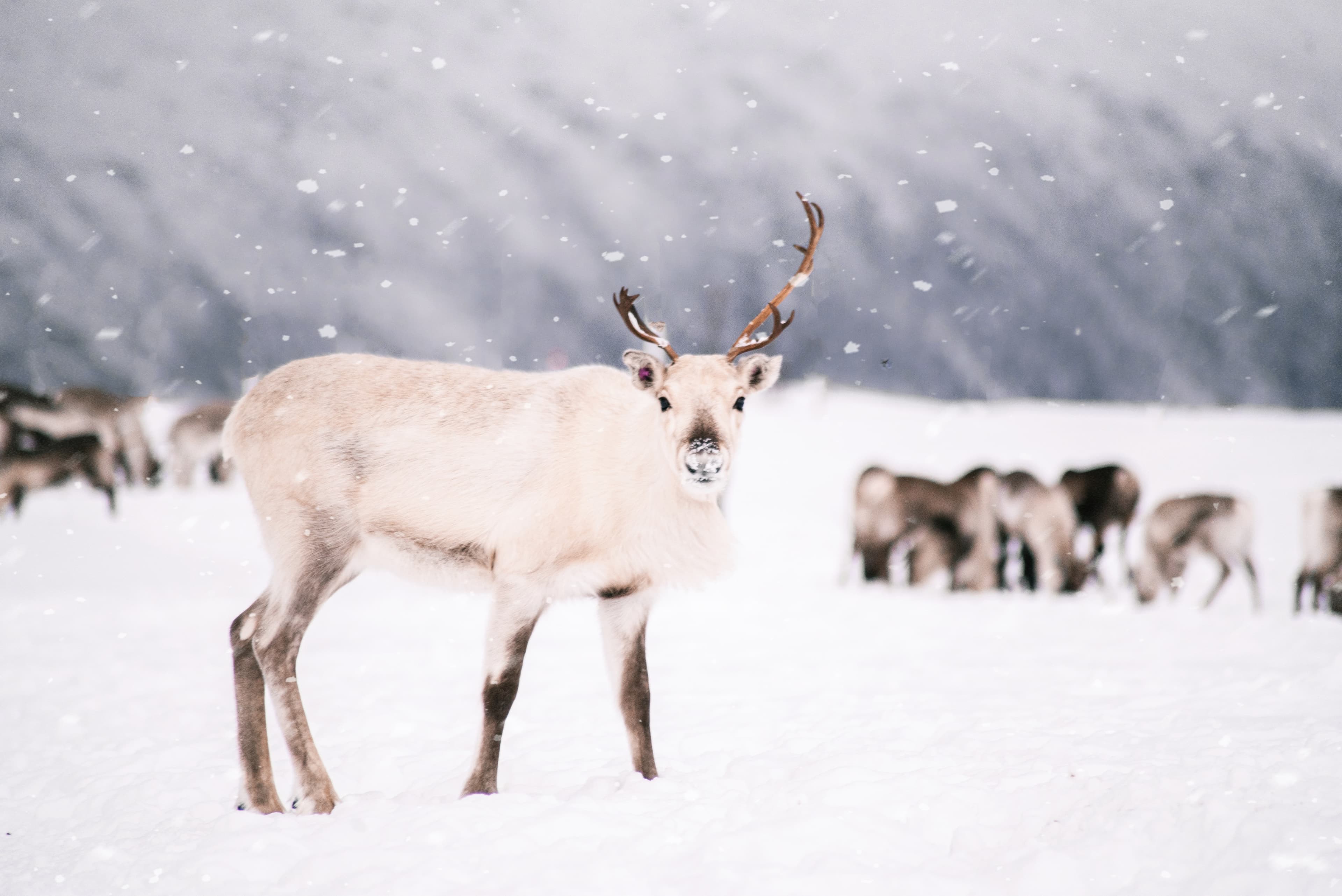 White-reindeer-looking-at-camera