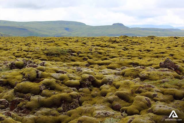 Eldhraun-green-lava-field-in-iceland