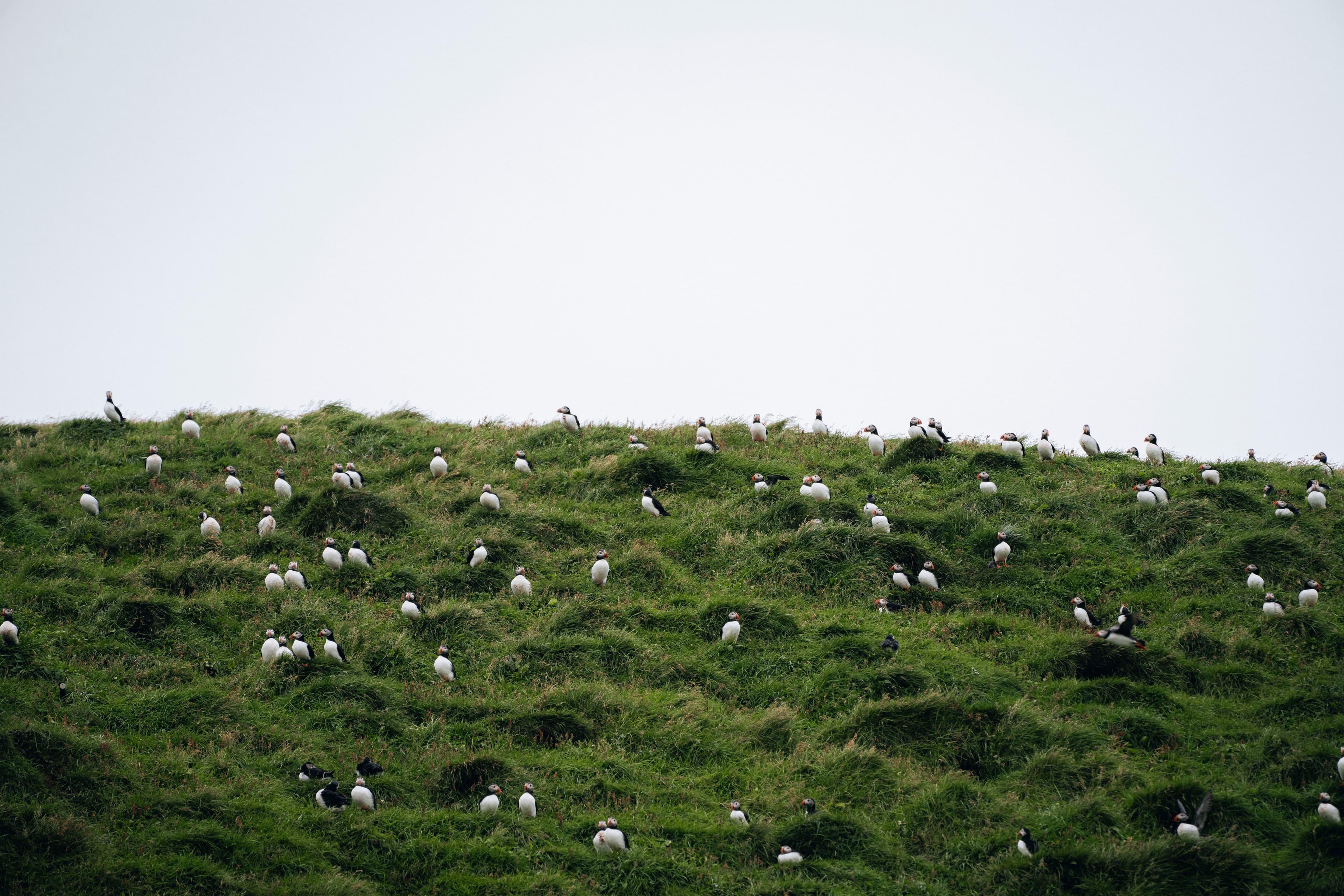 vestmannaeyjar