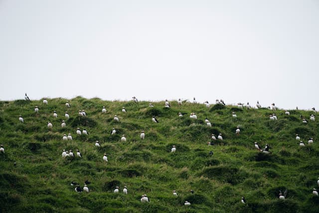 vestmannaeyjar