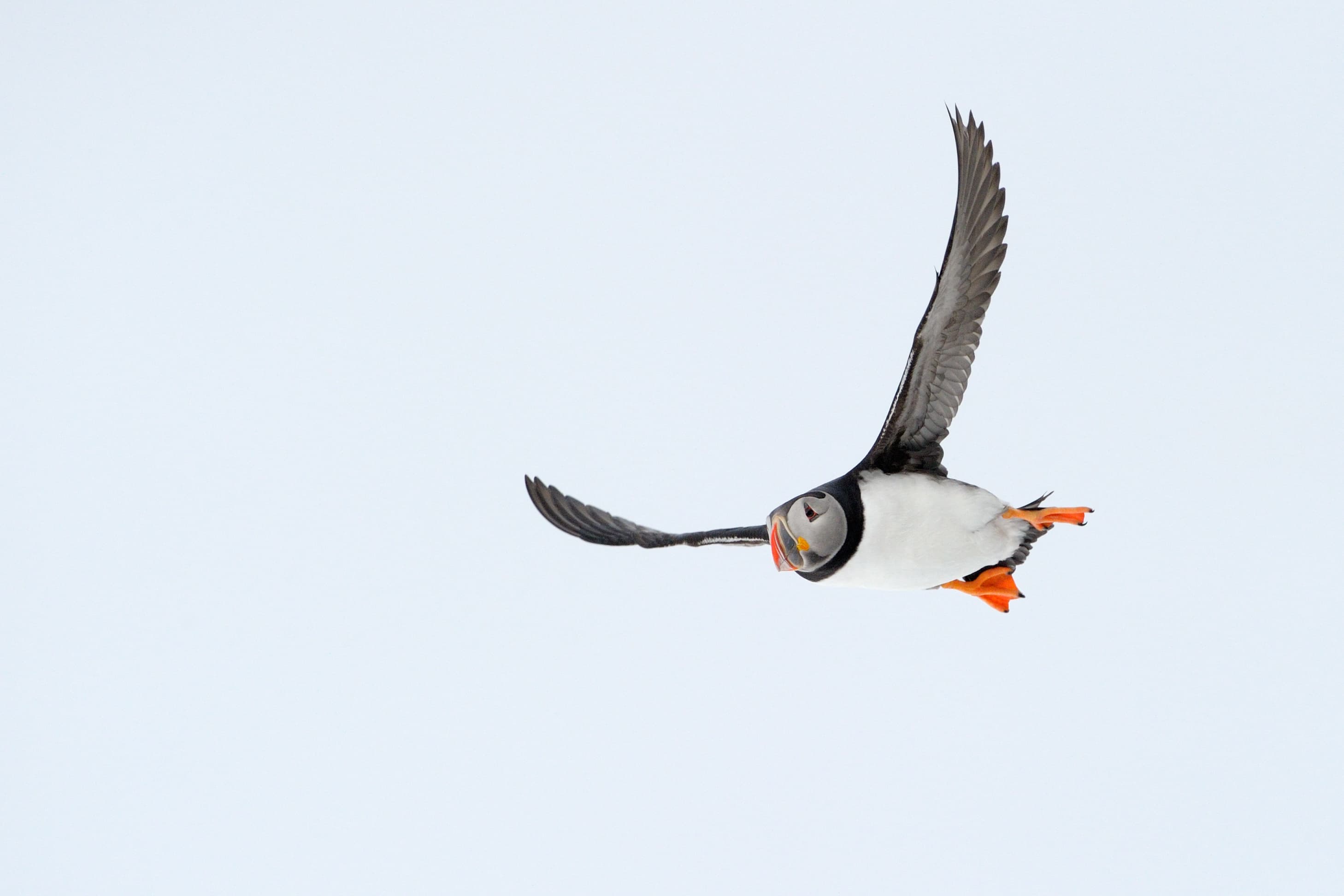 Atlantic Puffin