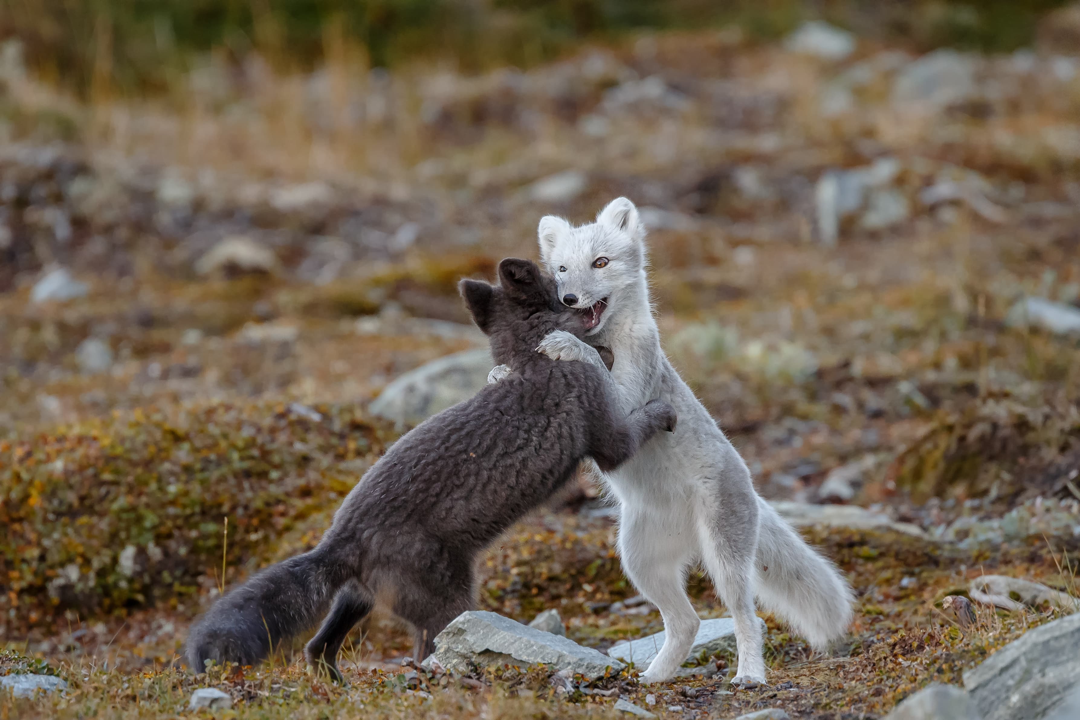 Arctic-Fox-iceland 6