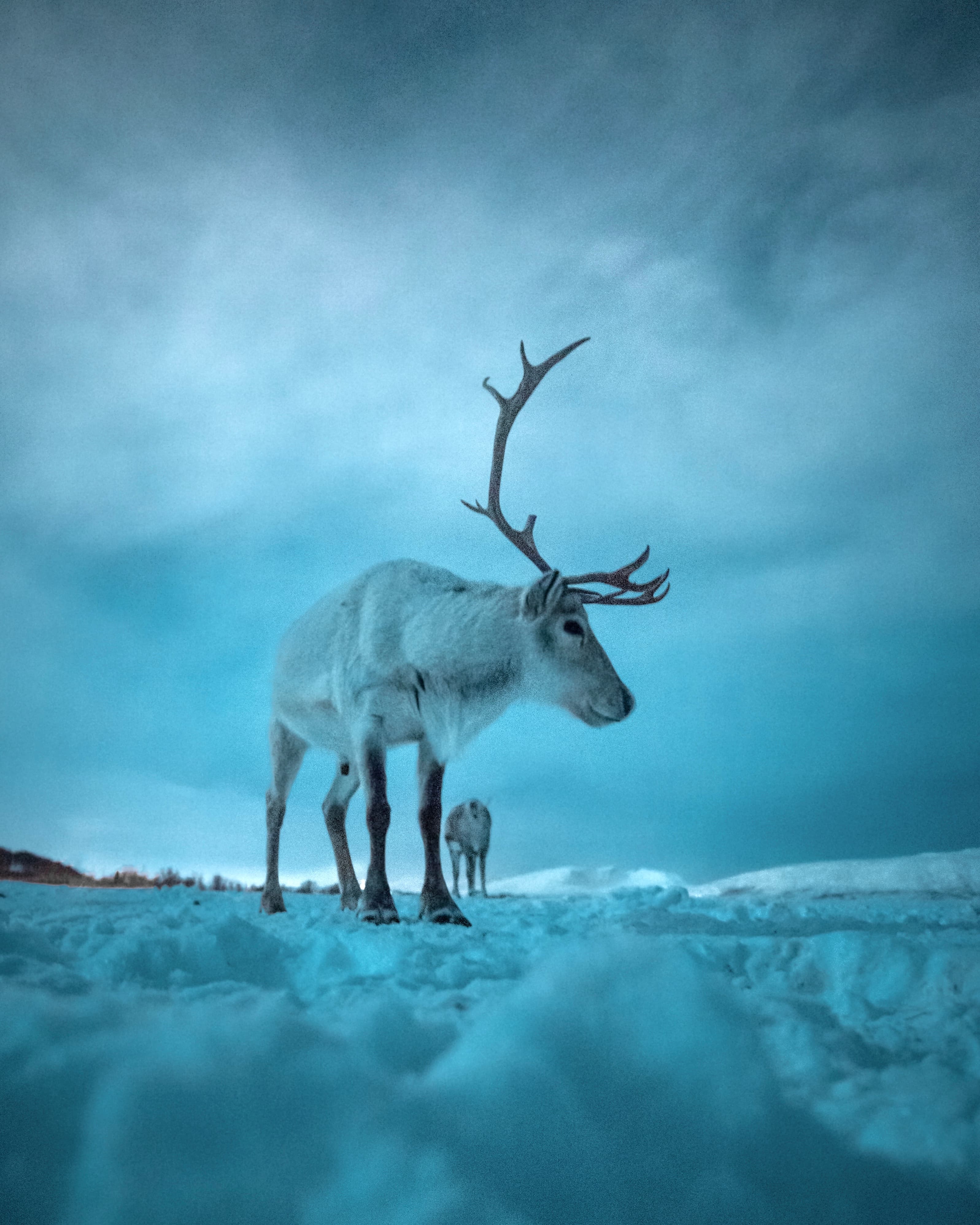 Reindeer-in-cloudy-evening