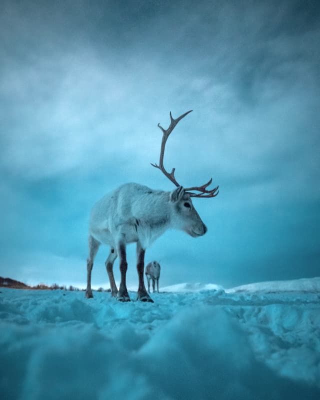 Reindeer-in-cloudy-evening