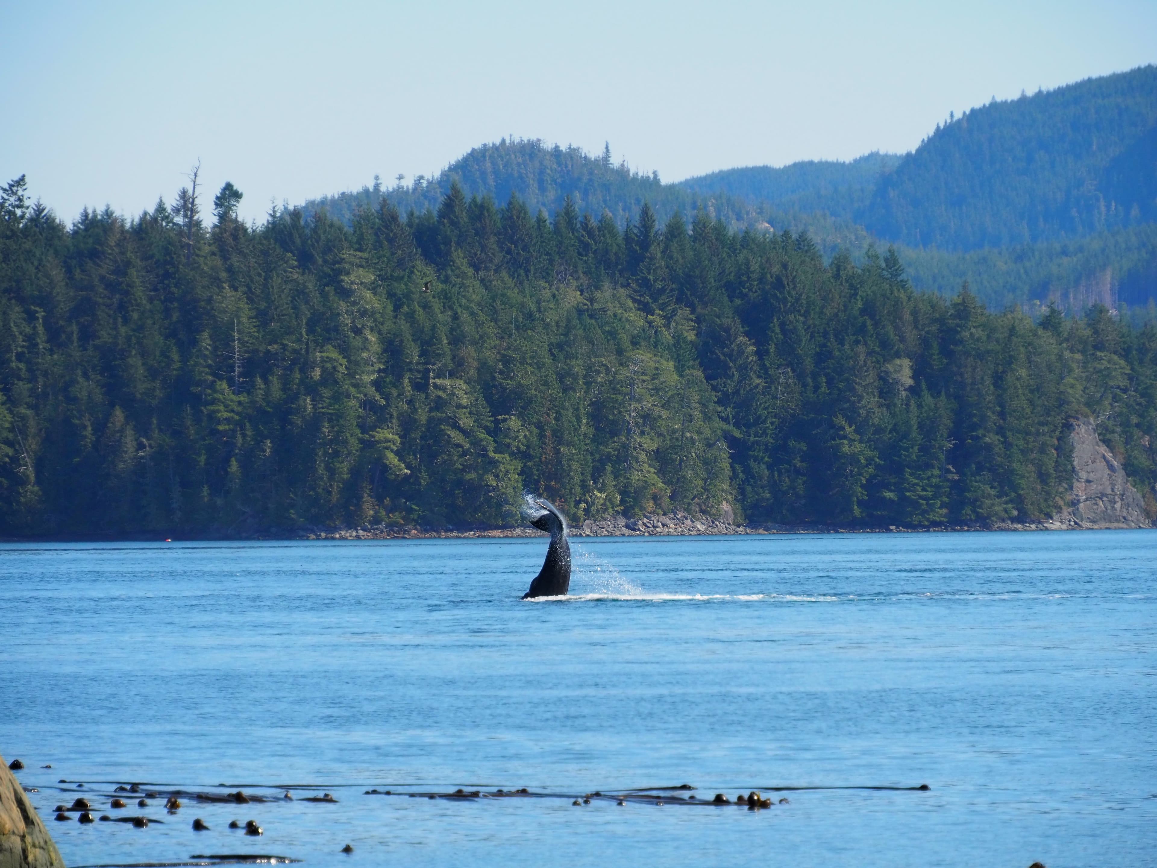 orca-british-columbia