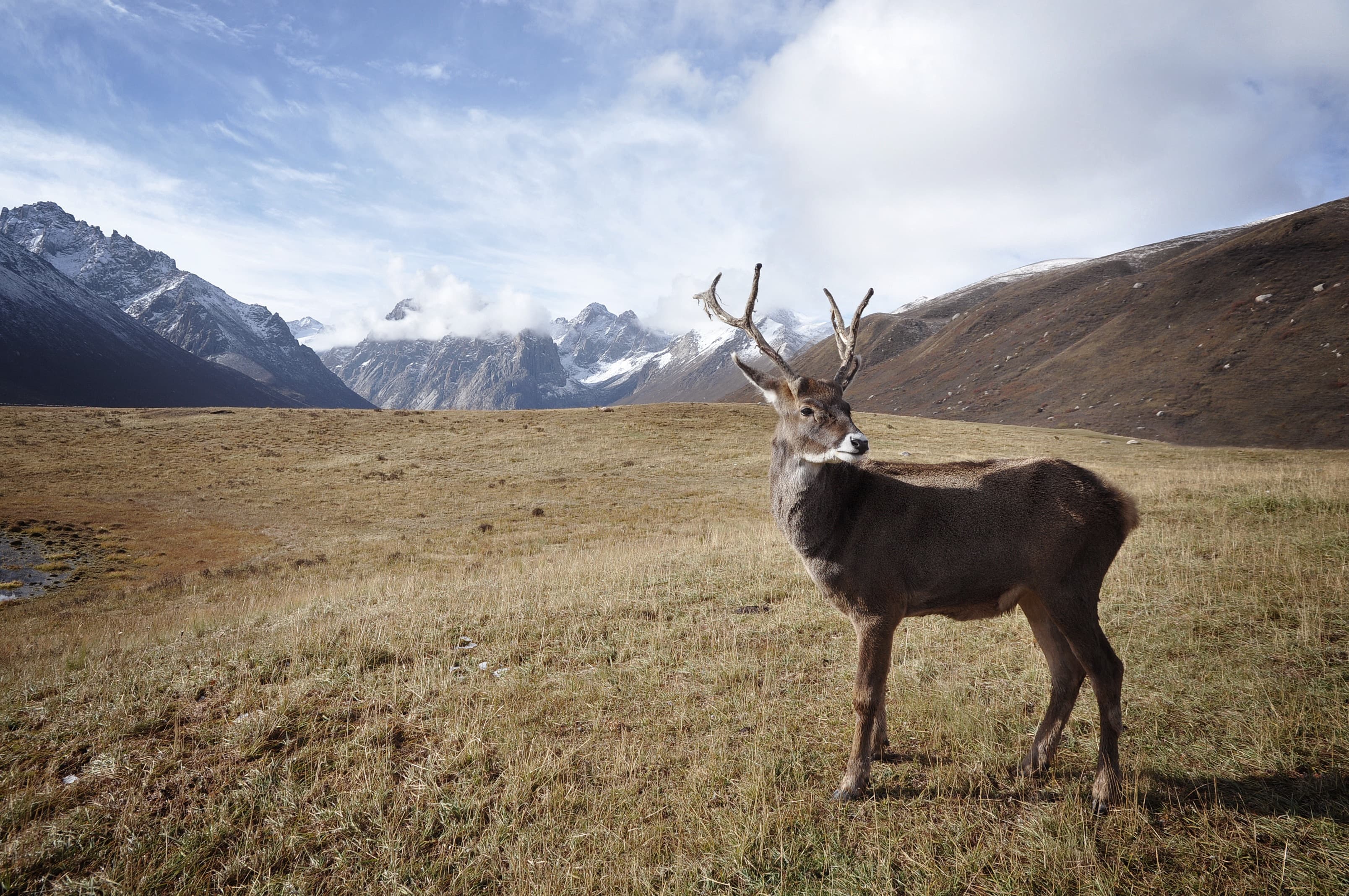 6-reindeer