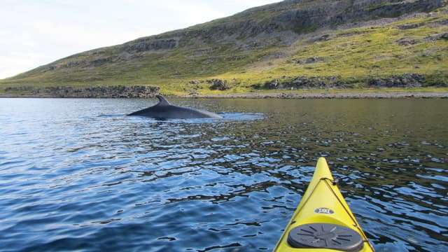 Kayaking-West-Fjords-Iceland (4)