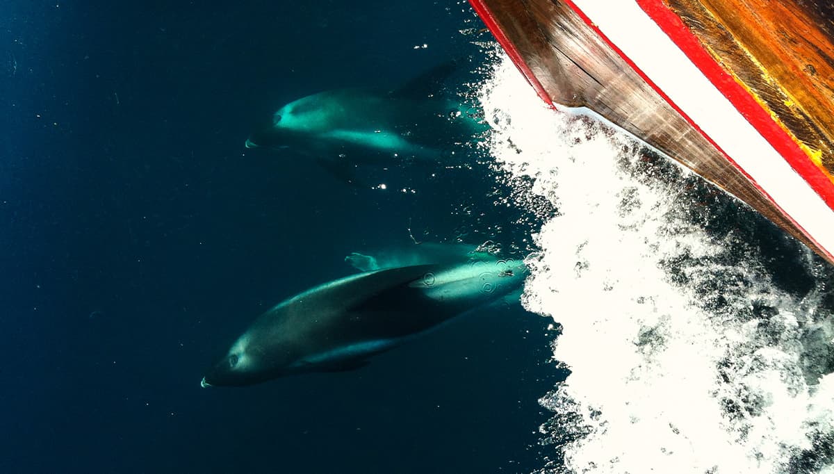 rvk-whale-watching-1200x628-2