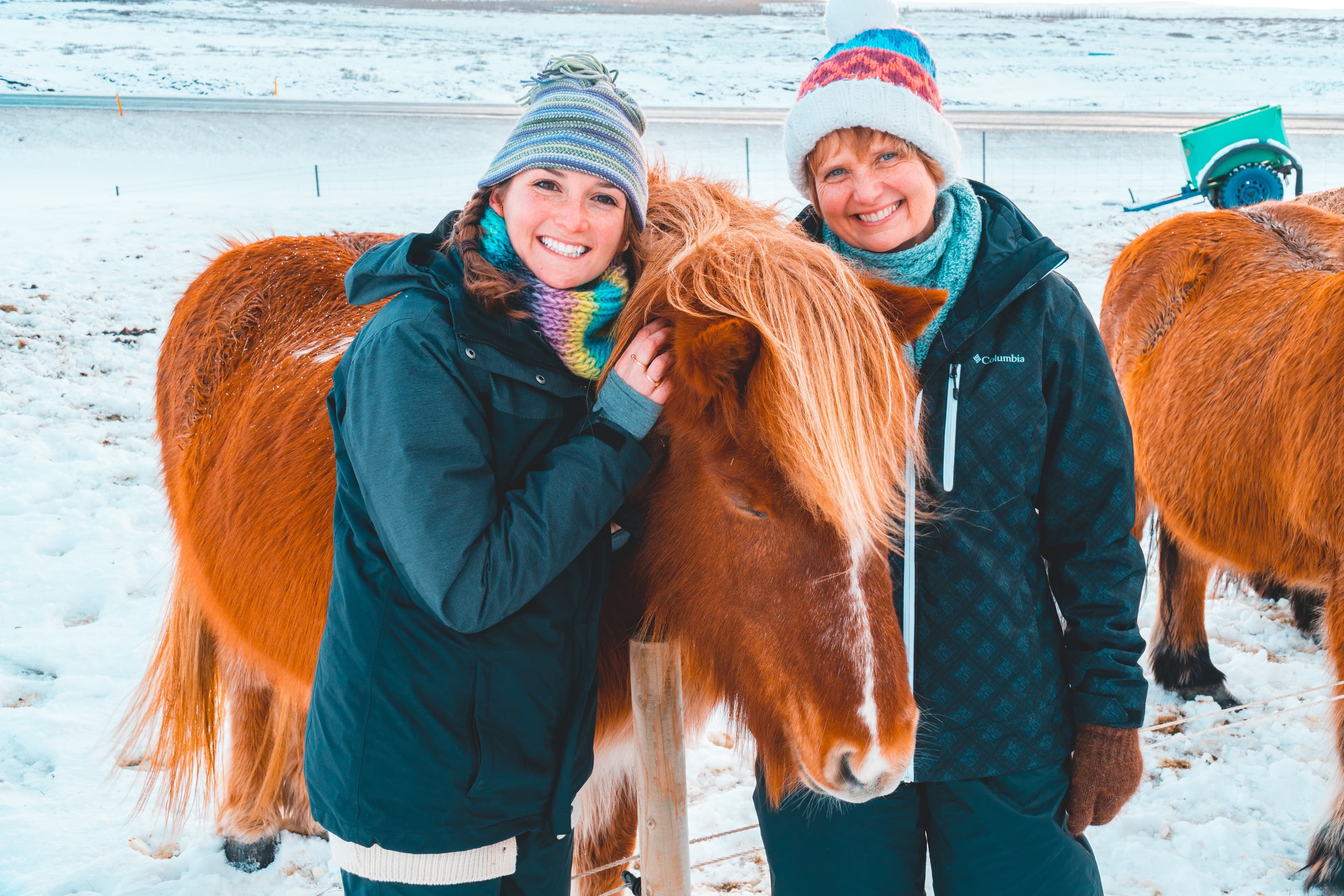 Horses