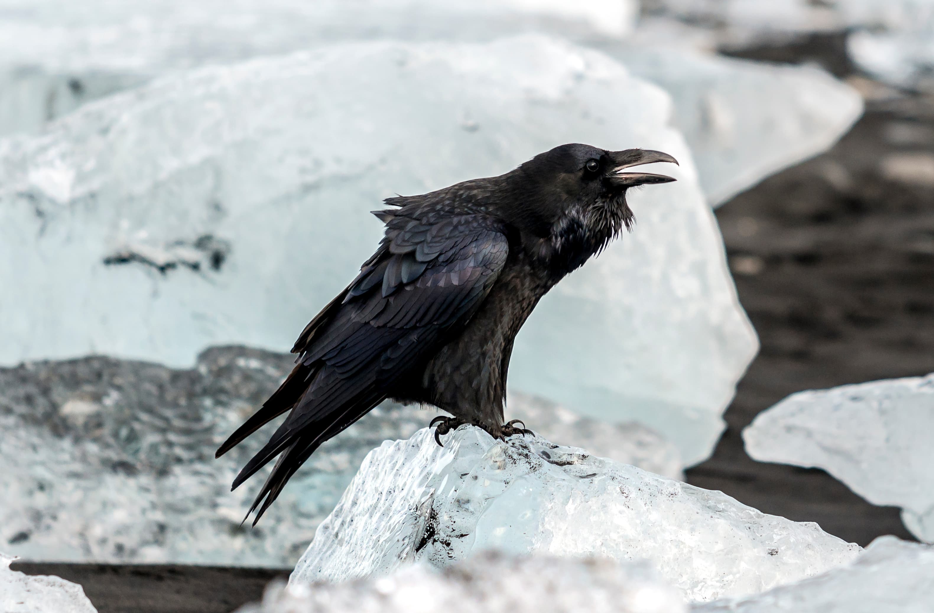Crow at Jokulsarlon