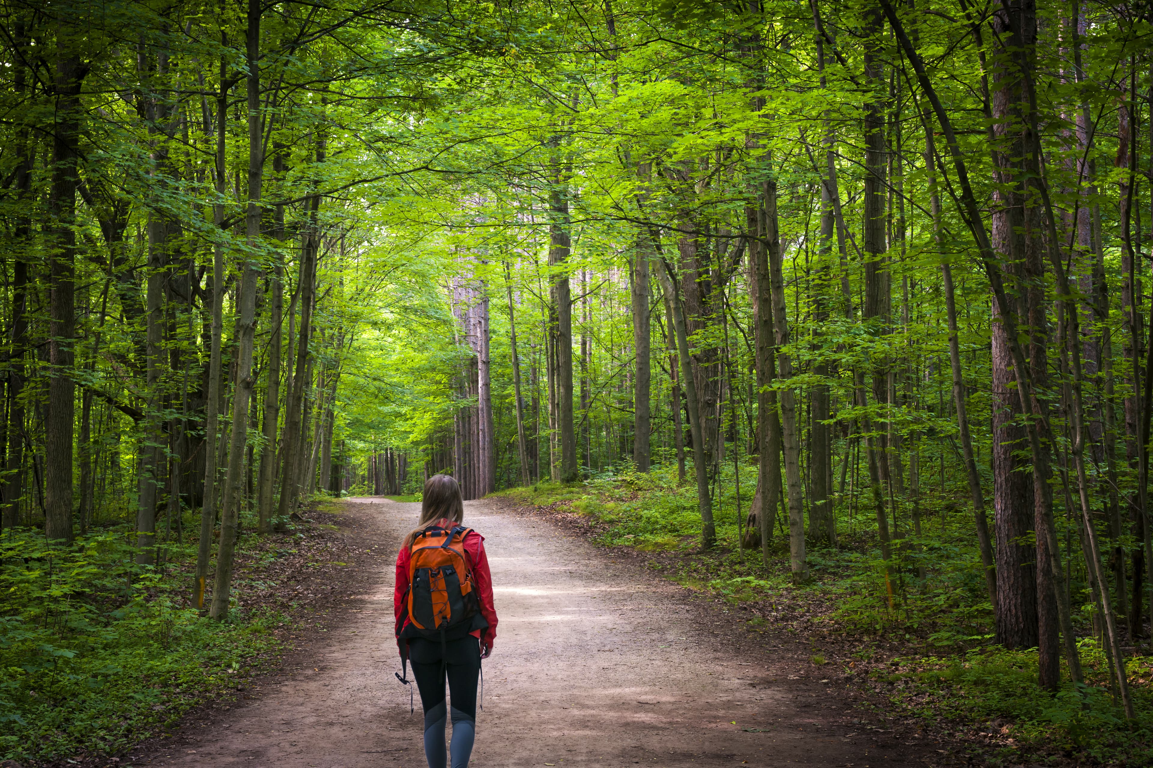 Hiker on forest trail
