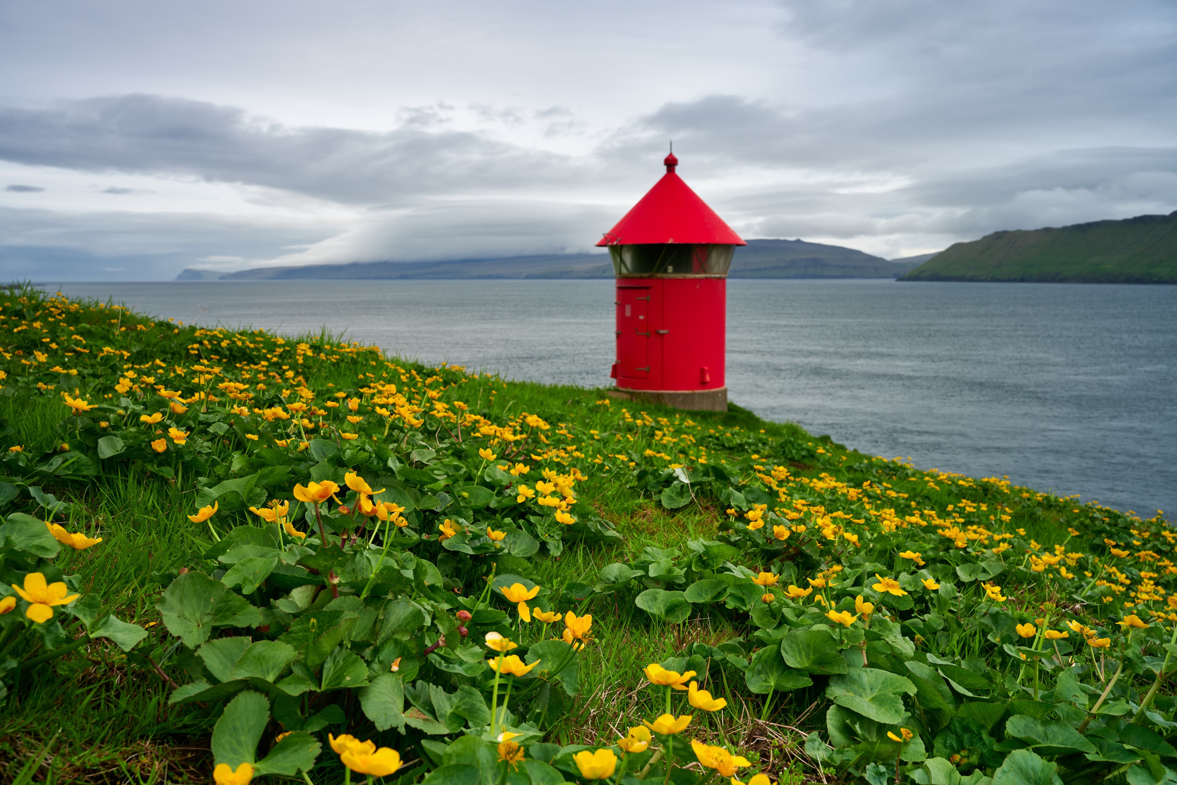 Field of tickseed with red building