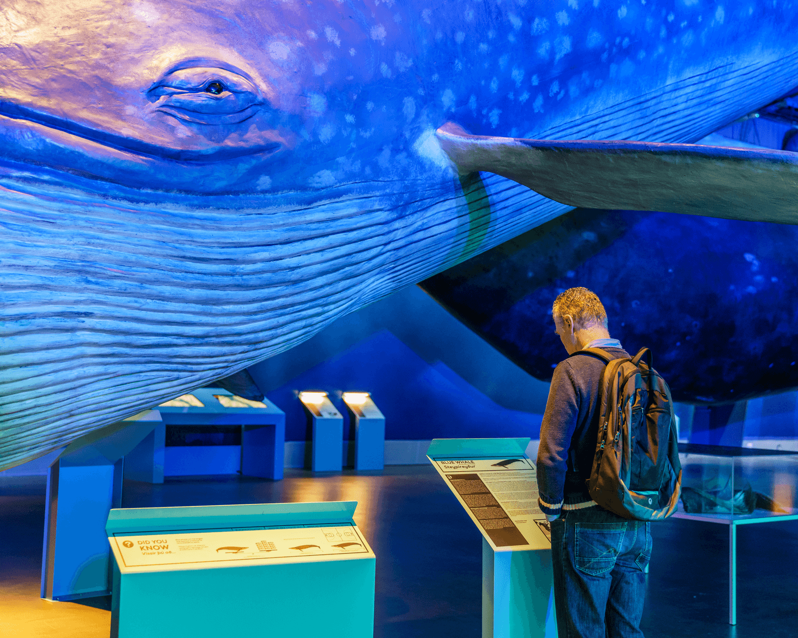 Whales of Iceland