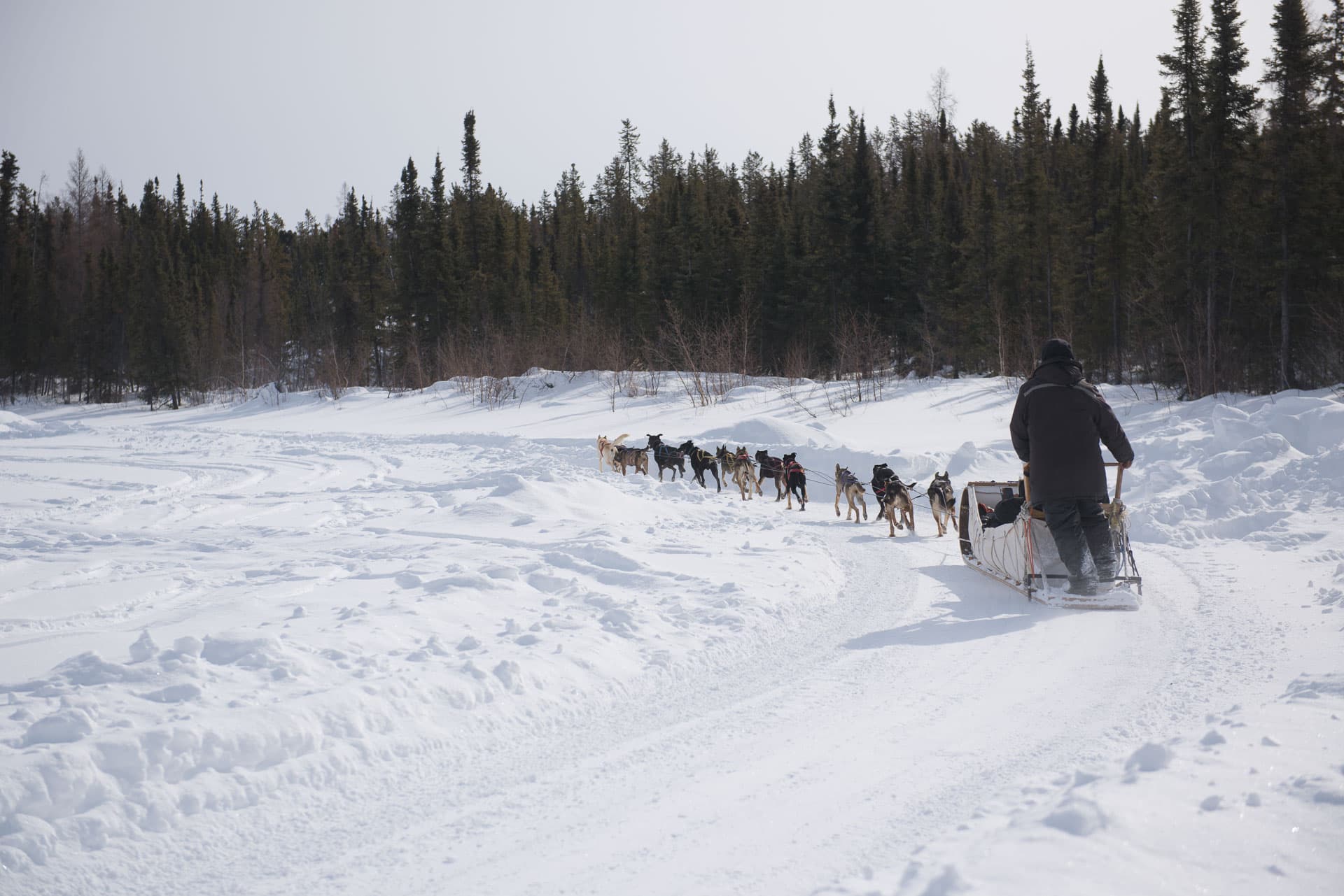 Yellowknife Dog Sledding Tour 4