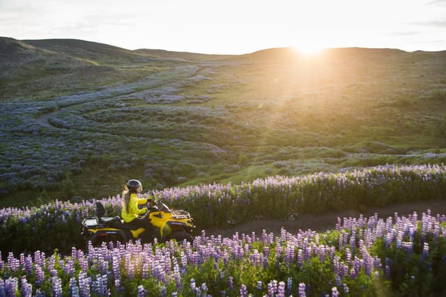ATV-Summer-lupin-Iceland
