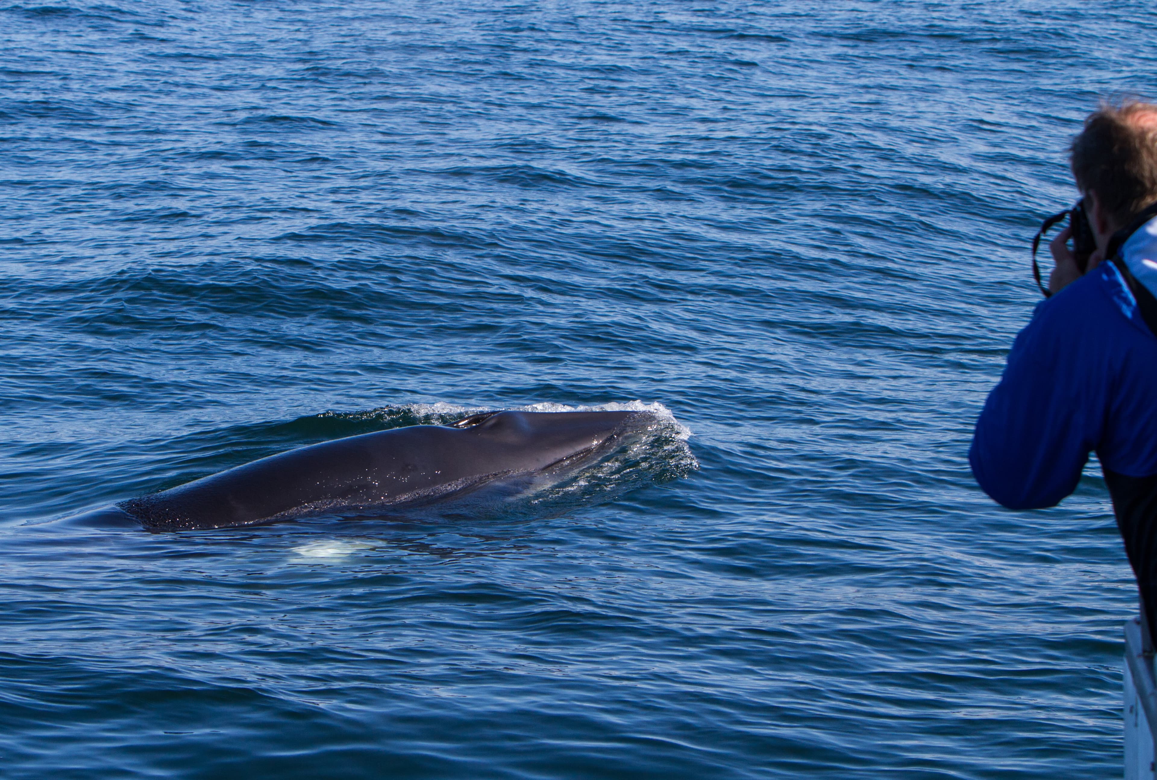 Olafsvik-whale-watching-tour1