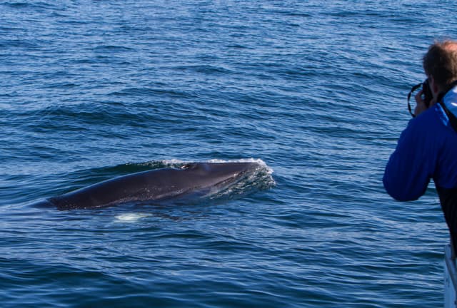 Olafsvik-whale-watching-tour1