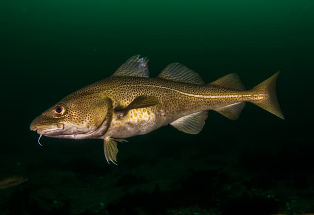 Diving-Styrtan-Akureyri