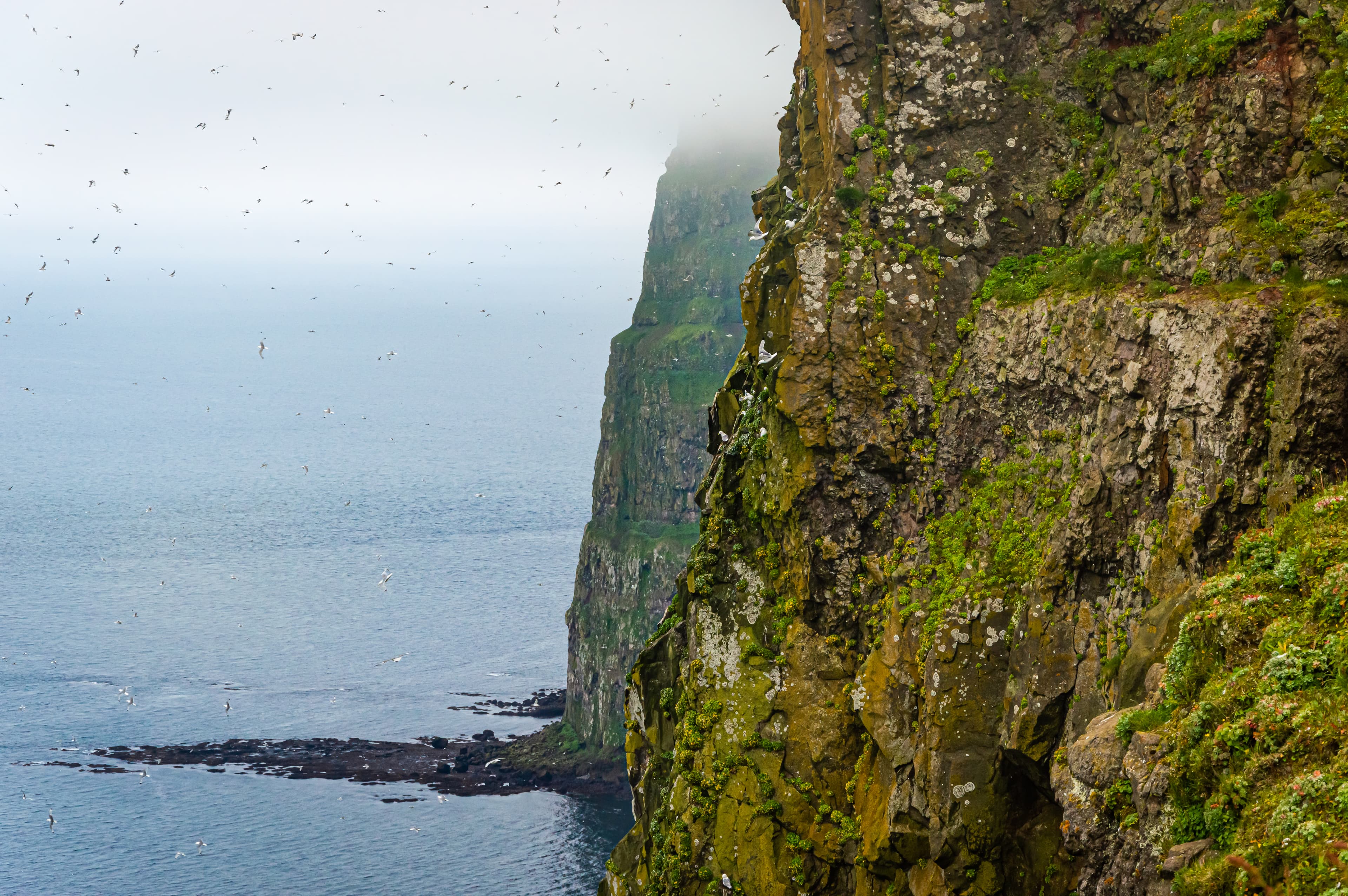 hornstrandir-iceland-21