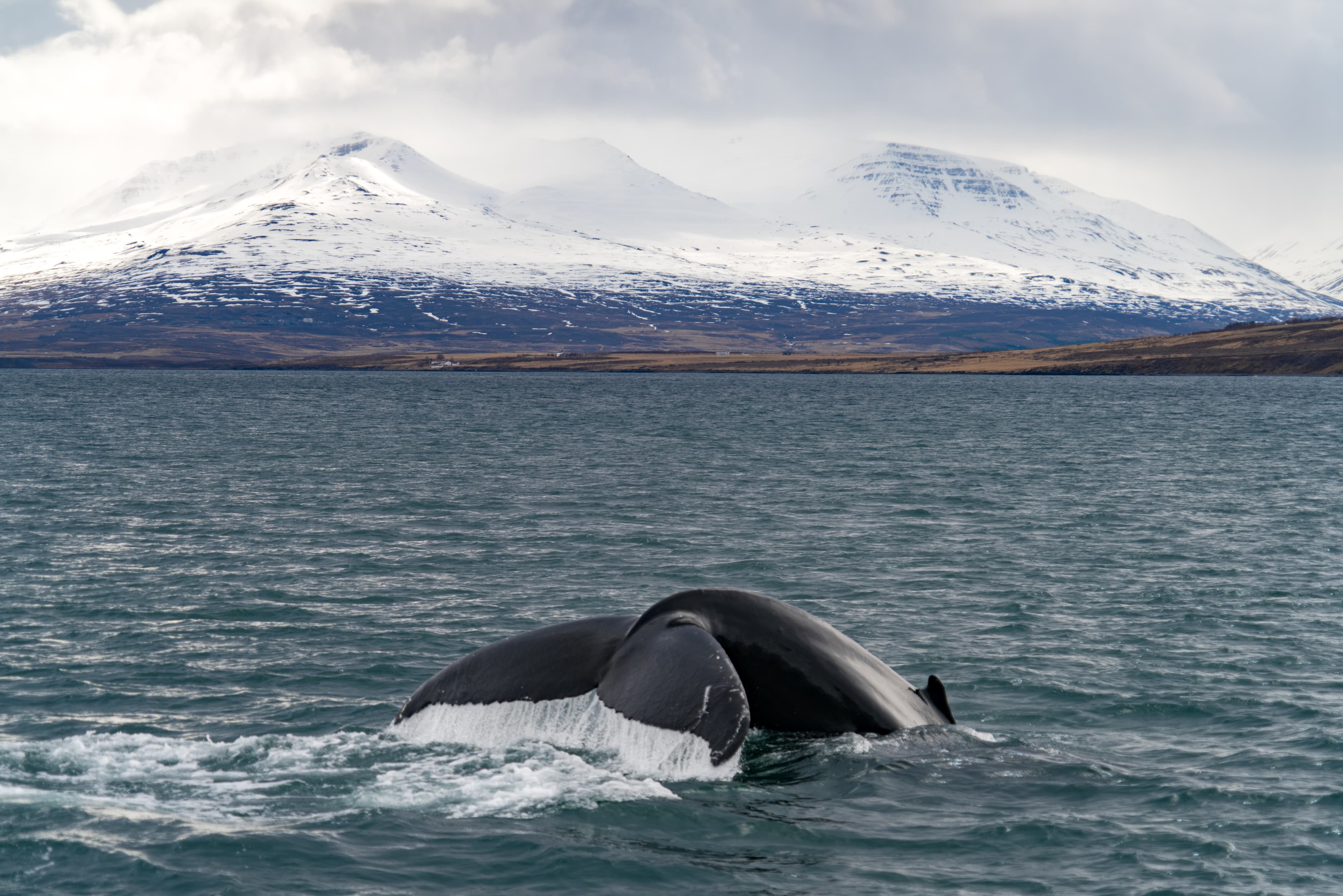 Whale-Watching-westfjords