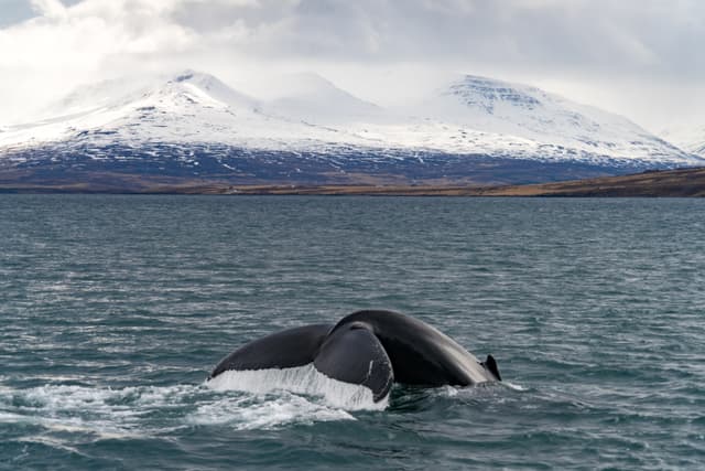 Whale-Watching-westfjords