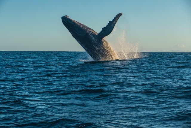 humpback-whale-jumps-in-air-sea
