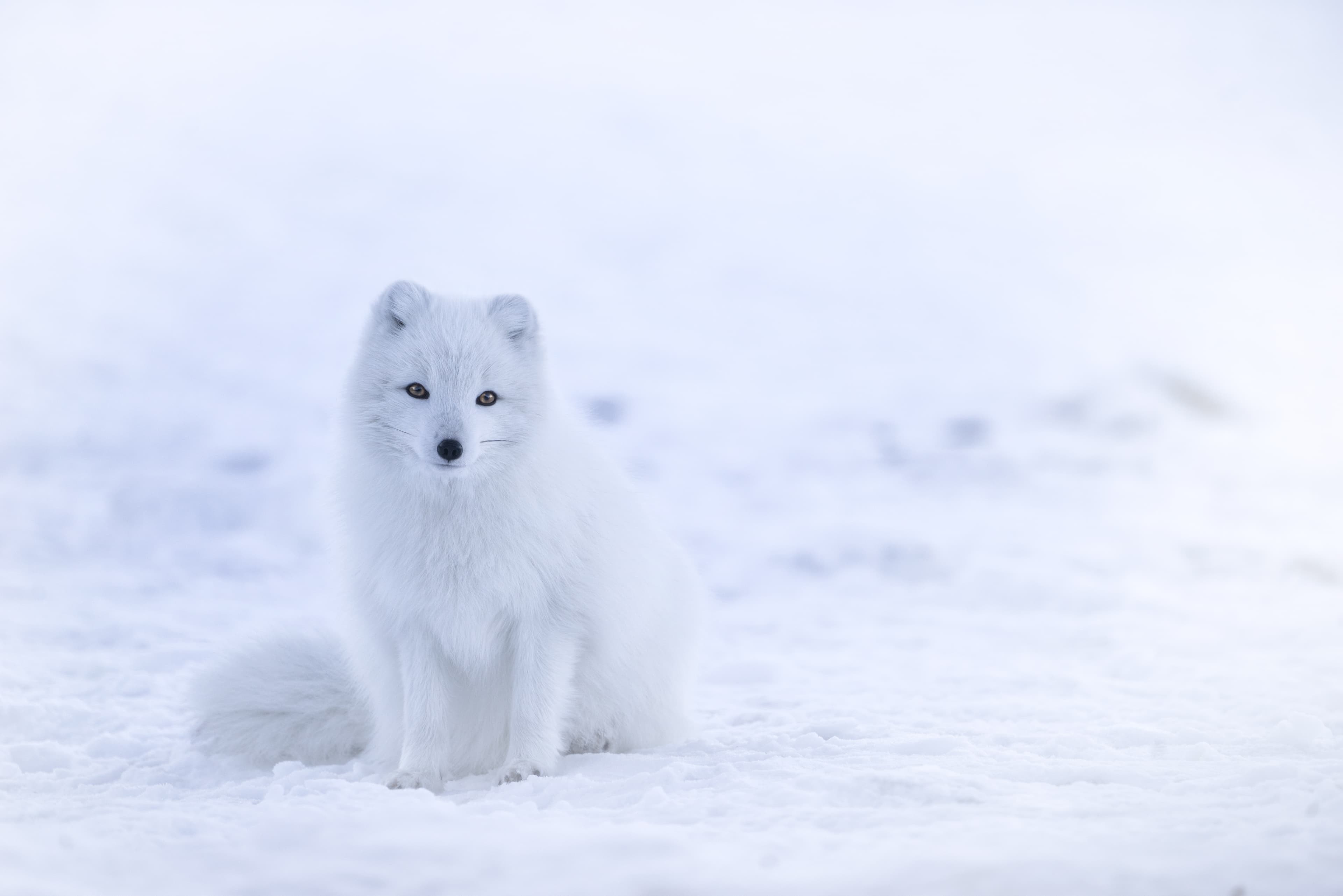 1-arctic-fox
