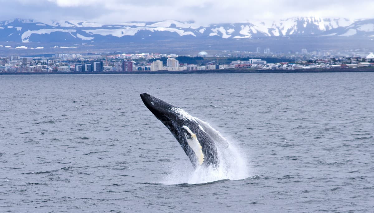 rvk-whale-watching-1200x628-2