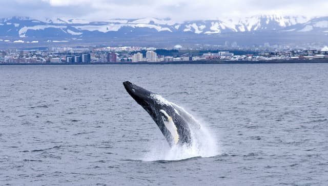 rvk-whale-watching-1200x628-2