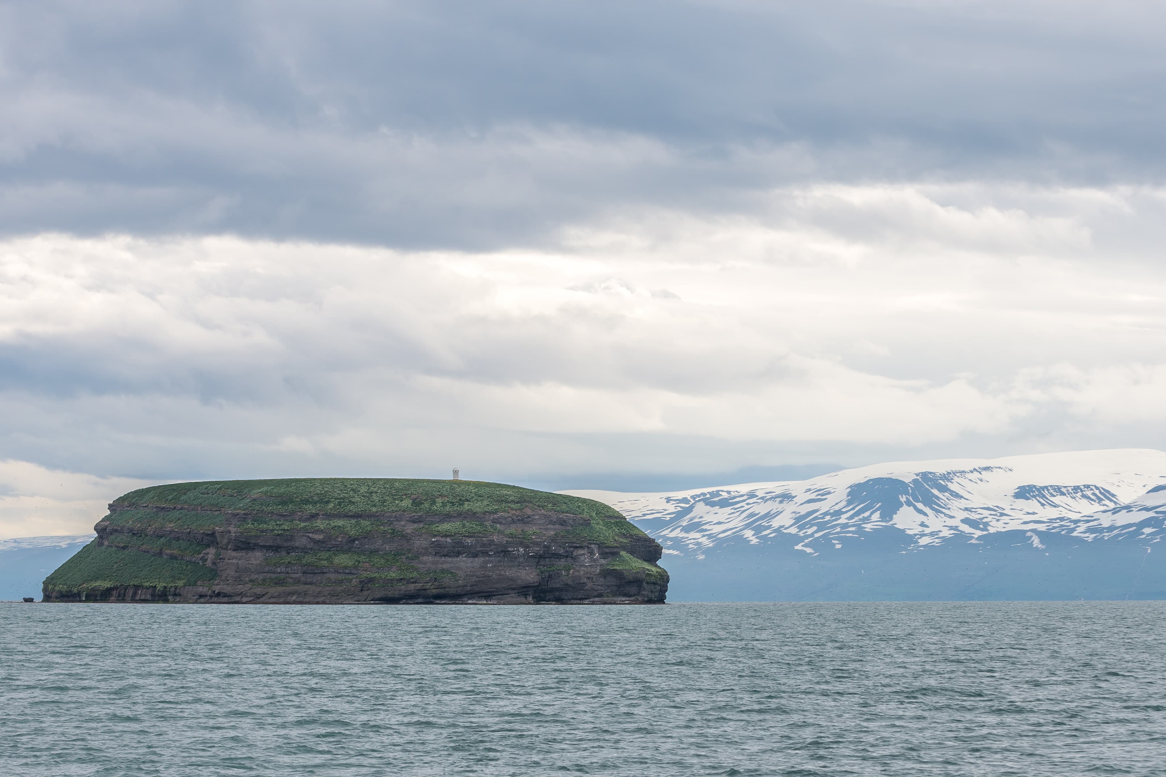 Whaless-puffins-north-iceland
